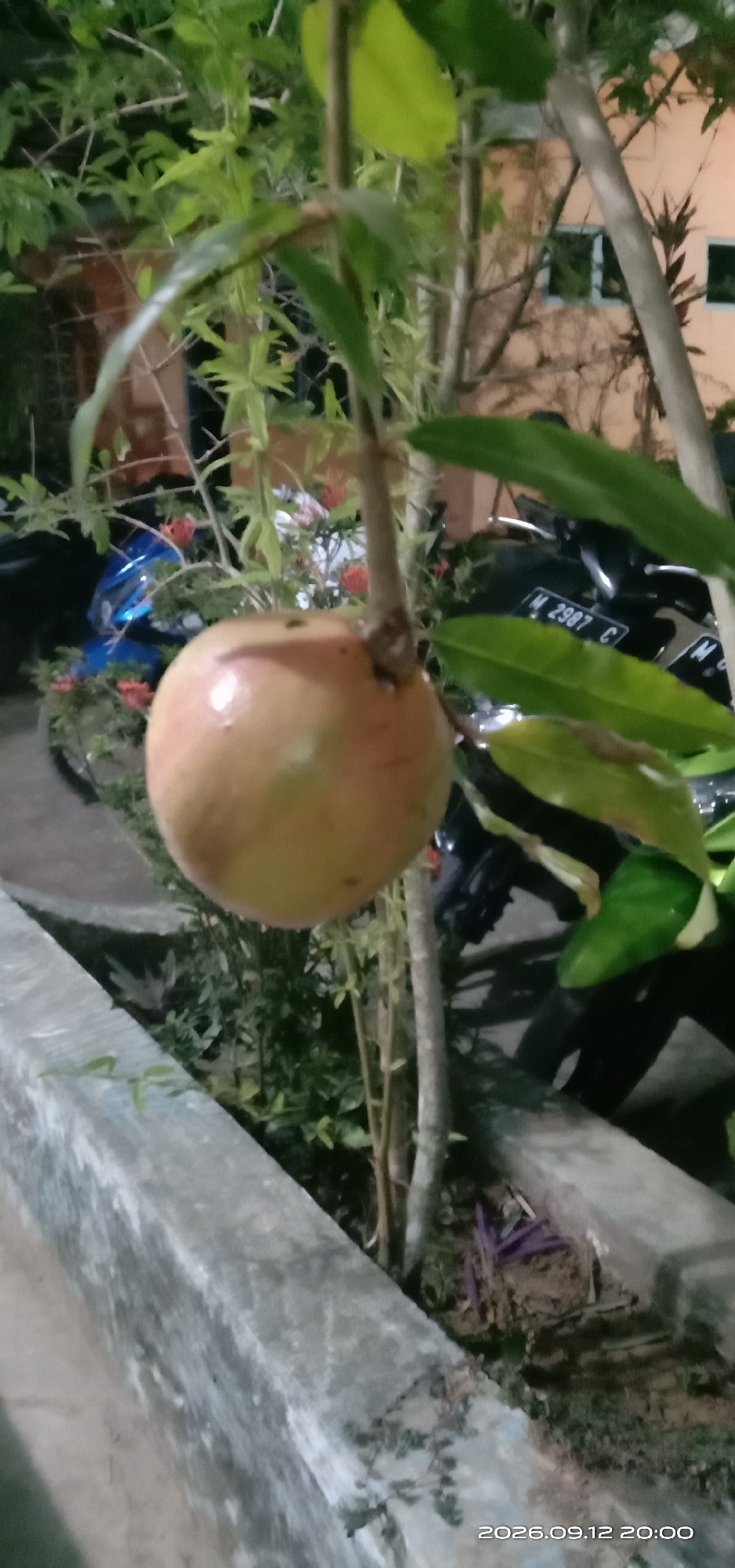 An outdoor, medium shot captures a single, ripe fruit hanging from a tree branch. The fruit is round and light orange-yellow in color, with a smooth surface. It is centrally located in the frame, with foliage from the tree surrounding it. In the background, a blue motorcycle and a tan-colored building with dark windows are visible. A concrete structure runs along the bottom of the image. The scene appears to be a residential area in Pakong, Indonesia, based on the vehicle and architectural style. The lighting suggests it is dusk or early evening.
