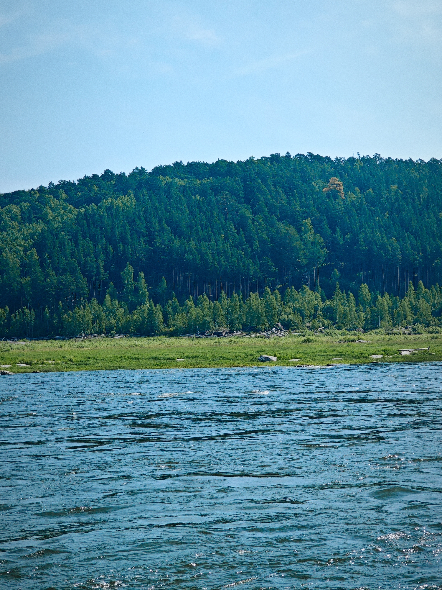 The image shows a wide, blue river in the foreground. The river has ripples and waves, with sunlight glinting off the surface. In the midground, there is a grassy bank with some rocks and logs. Beyond the bank is a dense forest covering a hillside. The trees are a mix of dark green evergreens and lighter green deciduous trees, with a single tree showing autumn colors towards the top of the hill. The sky above is a clear, light blue. This scene is likely the Svir River, which flows through the city of Porog, Russia. The photograph captures a natural landscape with a focus on the water and the forested hillside.