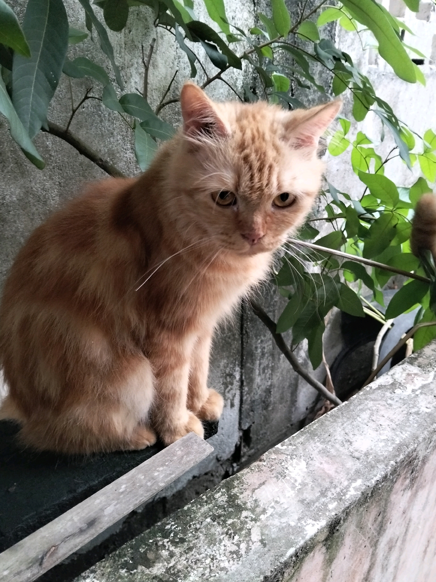 An orange tabby cat sits on a weathered concrete ledge, partially obscured by green foliage. The cat is facing left, with its body angled towards the viewer. Its fur is a mix of orange and cream stripes, and its eyes are a light yellow. The background consists of a textured concrete wall and lush green leaves from an overhead plant. The ledge appears to be outdoors, likely in a residential or garden area. The scene is captured in a slightly overcast natural light. No people are present in the image. The location is identified as Arang Limbung, Indonesia.