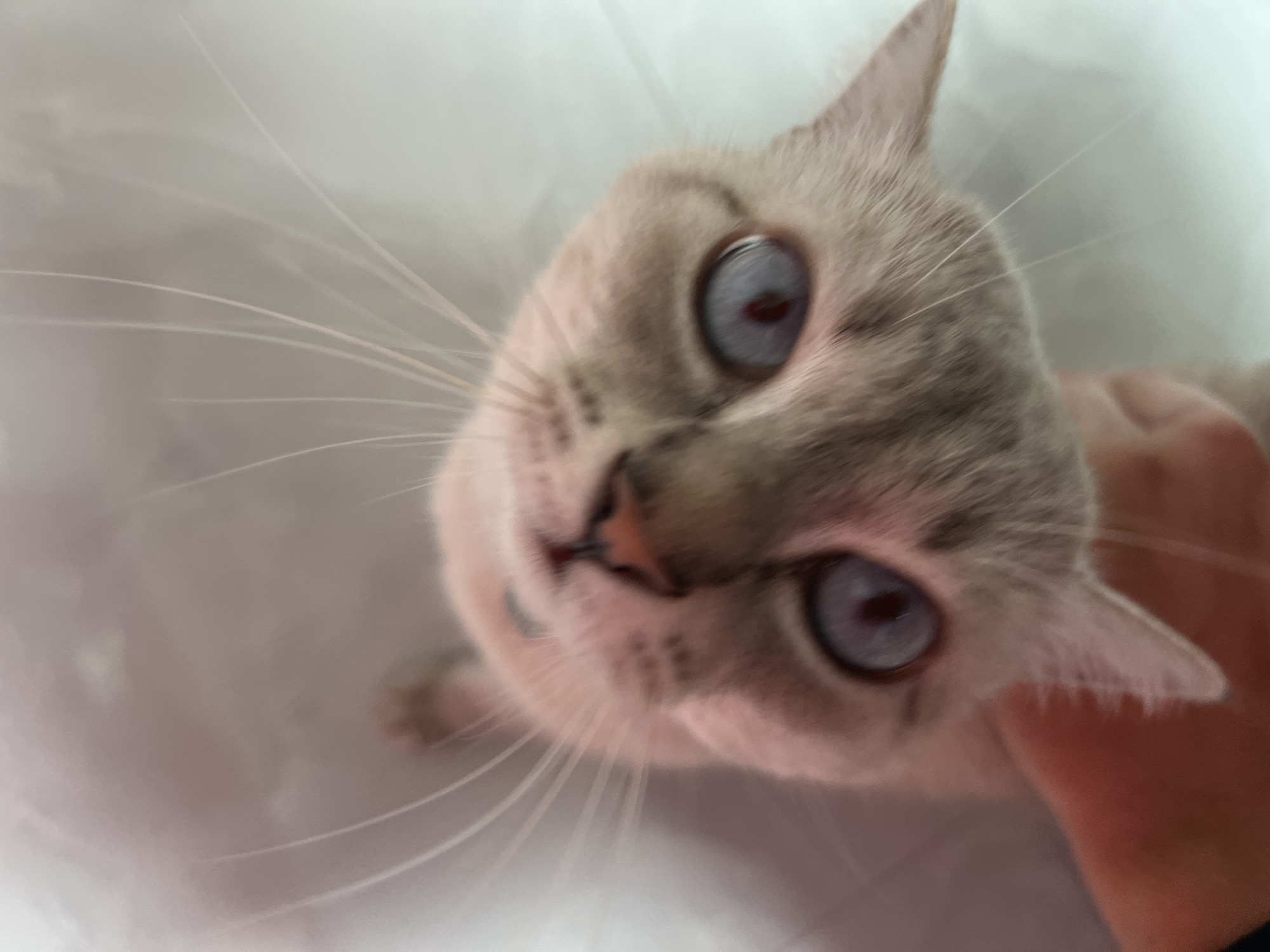 A close-up, high-angle shot features a light-colored cat with striking blue eyes looking directly upwards towards the camera. The cat's fur is short and pale, with subtle darker markings around its face, typical of breeds like a Siamese or Lynx Point. Its large, round pupils are dilated, giving it an intense and curious expression. A small, pinkish nose and delicate, prominent white whiskers emanate from its muzzle. A human hand, with a light skin tone, is partially visible on the right side of the frame, gently interacting with or petting the cat's head/neck area. The background is softly blurred into an indistinct, light grey or off-white surface, suggesting an indoor, possibly domestic setting. The image has a shallow depth of field, with the cat's eyes and nose being the sharpest elements. No text is visible.
