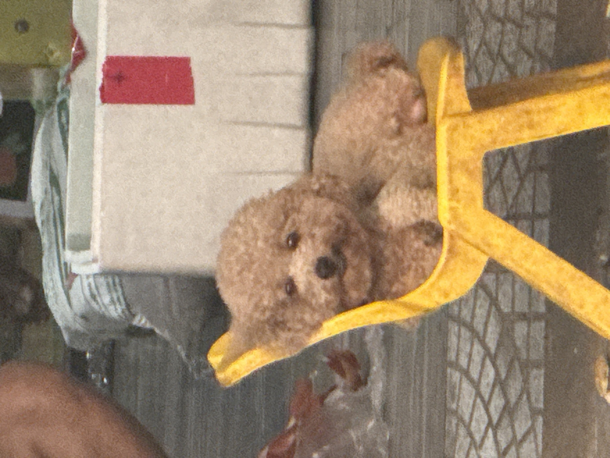A brown stuffed toy dog rests inside a yellow, plastic toy excavator scoop. The scoop is positioned in front of a partially visible window with a diamond-patterned grill. A small red rectangular object is affixed to a white surface in the upper left corner. Part of a person's upper arm is visible in the lower left corner. The location, Đà Nẵng, Vietnam, is inferred as additional information for the query, but cannot be proven from the image itself.