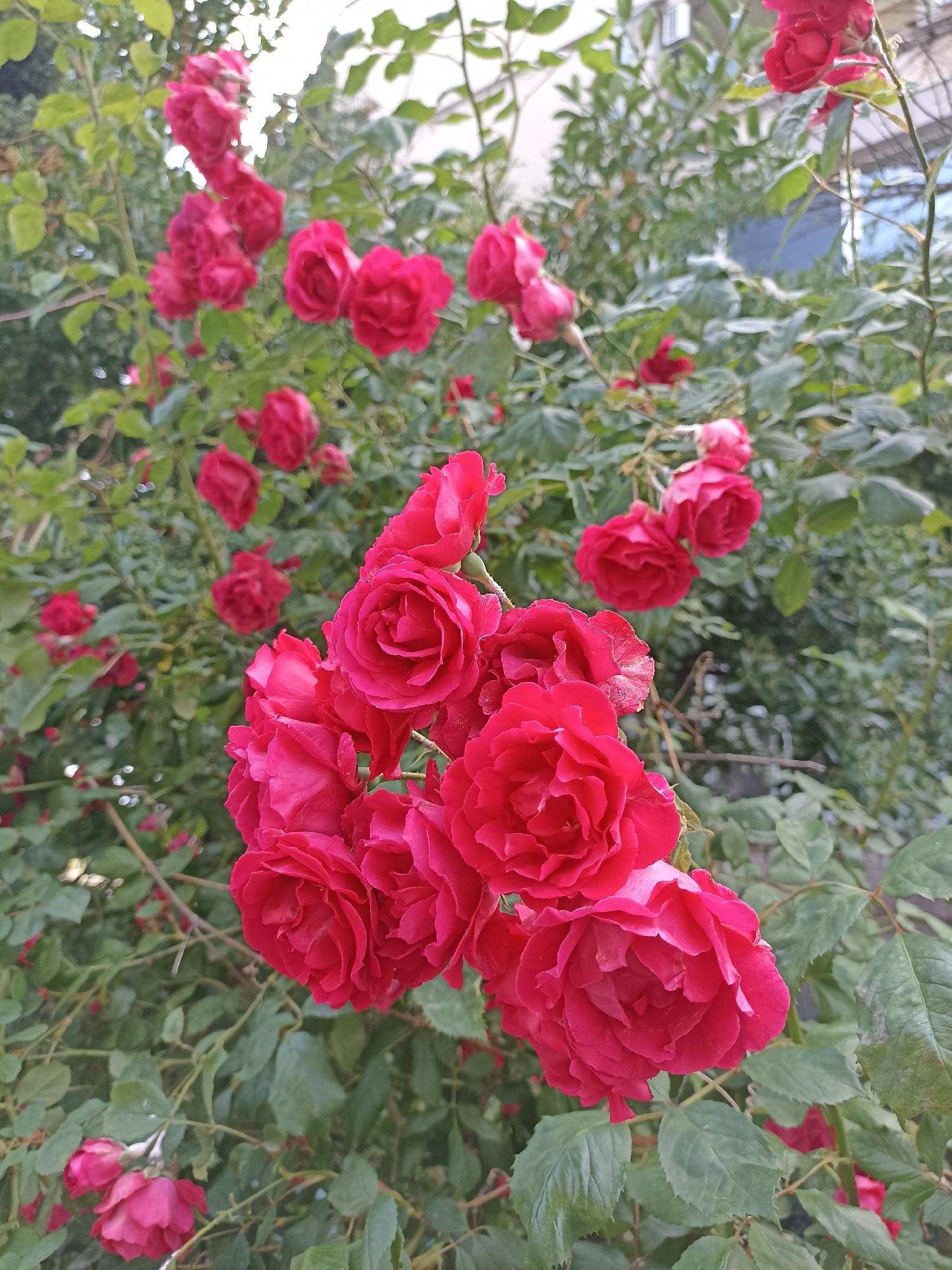 The image displays a vibrant close-up of a rose bush heavily laden with numerous red-pink roses. The scene is outdoors, likely a garden or park in Burgas, Bulgaria, during daytime. A large cluster of richly colored roses dominates the foreground, sharply in focus, showcasing their deep magenta and fuchsia hues and intricate, multi-layered petals. Some roses appear in full bloom, while others are partially opened or still in bud form.
The background features more roses and abundant green foliage, which gradually becomes softer and out of focus, creating a shallow depth of field that highlights the foreground flowers. In the distant, blurred background, indistinct structures, possibly parts of buildings, are faintly visible against a bright sky. The natural light suggests a clear or lightly overcast day. No specific activity is taking place; the image captures a static moment of natural beauty. There is no visible text.