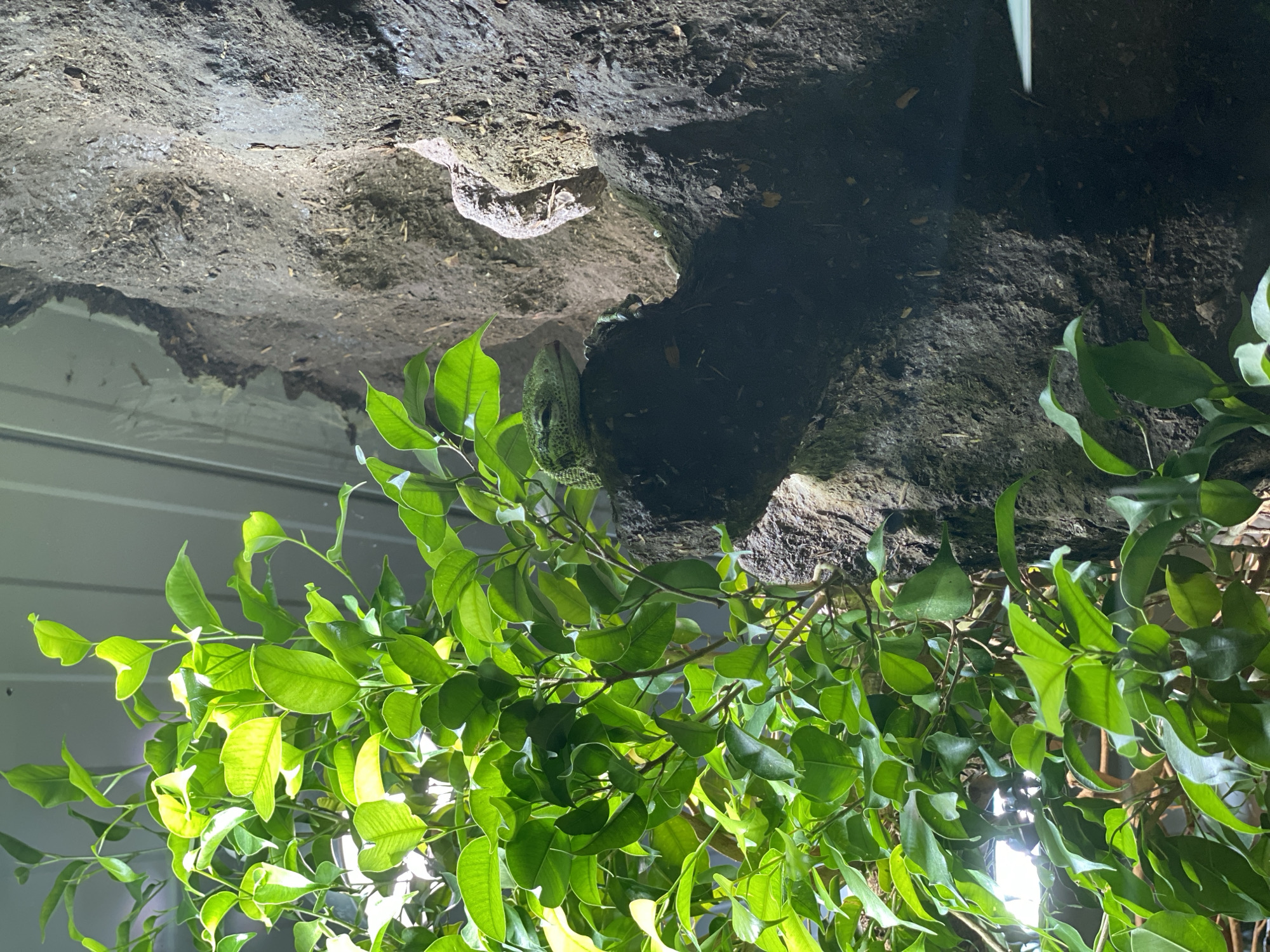 The image shows a green lizard perched on a rocky surface next to a lush green plant. The lighting suggests an indoor environment, possibly a terrarium or a conservatory. The rocky surface appears rough and textured, with some dirt and debris visible. The plant has numerous glossy leaves, with some catching the light. The lizard is positioned centrally in the frame, with its head slightly turned and its eyes open. The background consists of a dark, shadowy wall. The overall scene evokes a sense of natural habitat. No specific location within Neuwied, Germany, can be determined from the image.