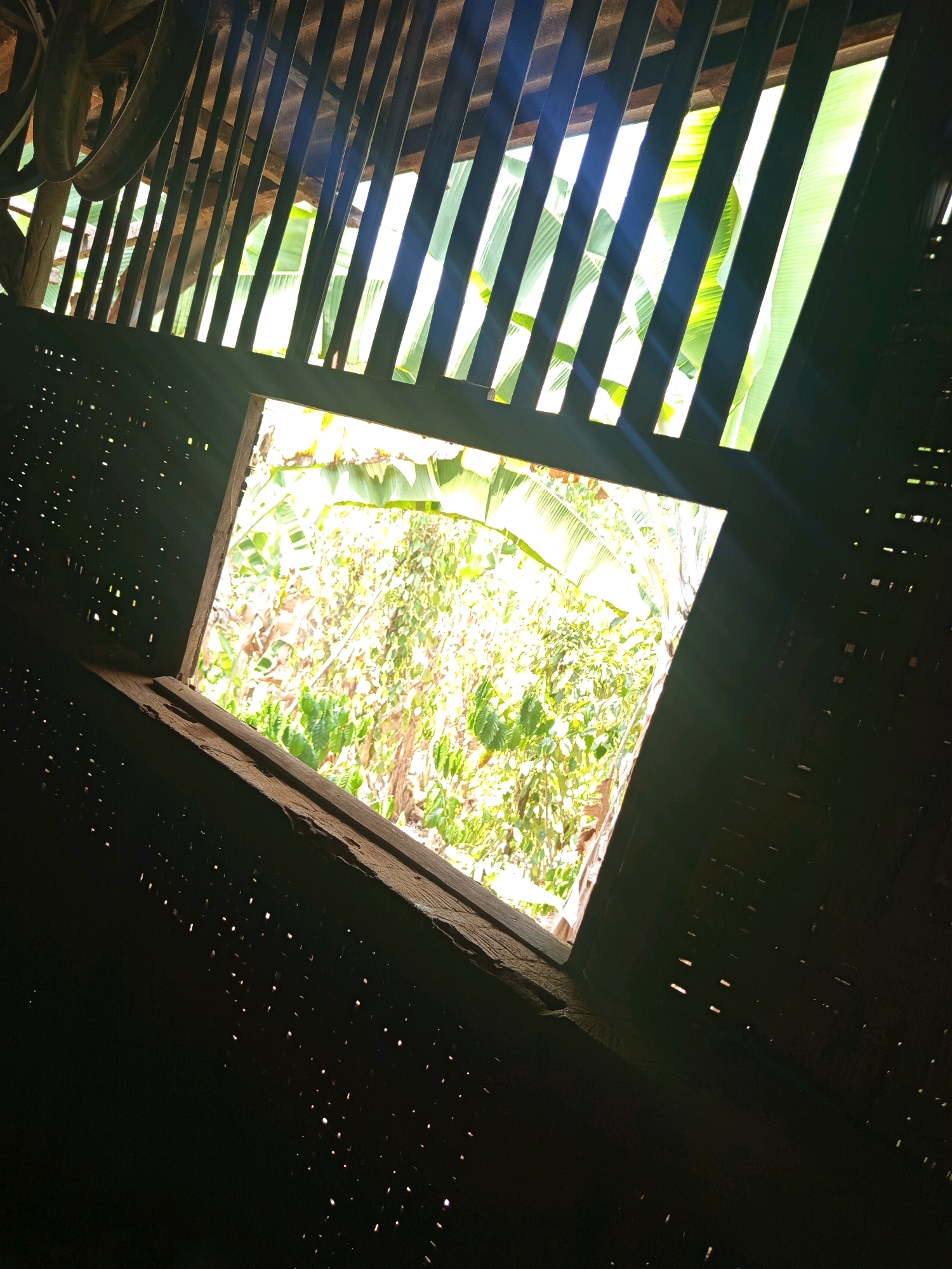 The image depicts a view through an opening in a rustic, dark interior structure, looking out towards lush greenery illuminated by bright sunlight. The interior walls appear to be made of woven material with small, irregular holes that allow faint light to penetrate. The opening itself is a rough, rectangular frame of natural wood, tilted diagonally. Above the opening, parallel wooden slats form a slatted ceiling or roof structure, through which more sunlight streams, casting distinct lines of light and shadow onto the interior.
Outside the opening, dense foliage, including large, broad leaves, is visible. The sunlight creates a bright, almost overexposed effect on the vegetation. The scene suggests an outdoor environment in a tropical or subtropical region. Based on the information provided, the location is Karang Sari, Indonesia. The overall impression is one of natural light breaking through a simple, constructed shelter, highlighting the vibrant plant life beyond. There are no people or animals visible in the image, and no specific actions are taking place.
