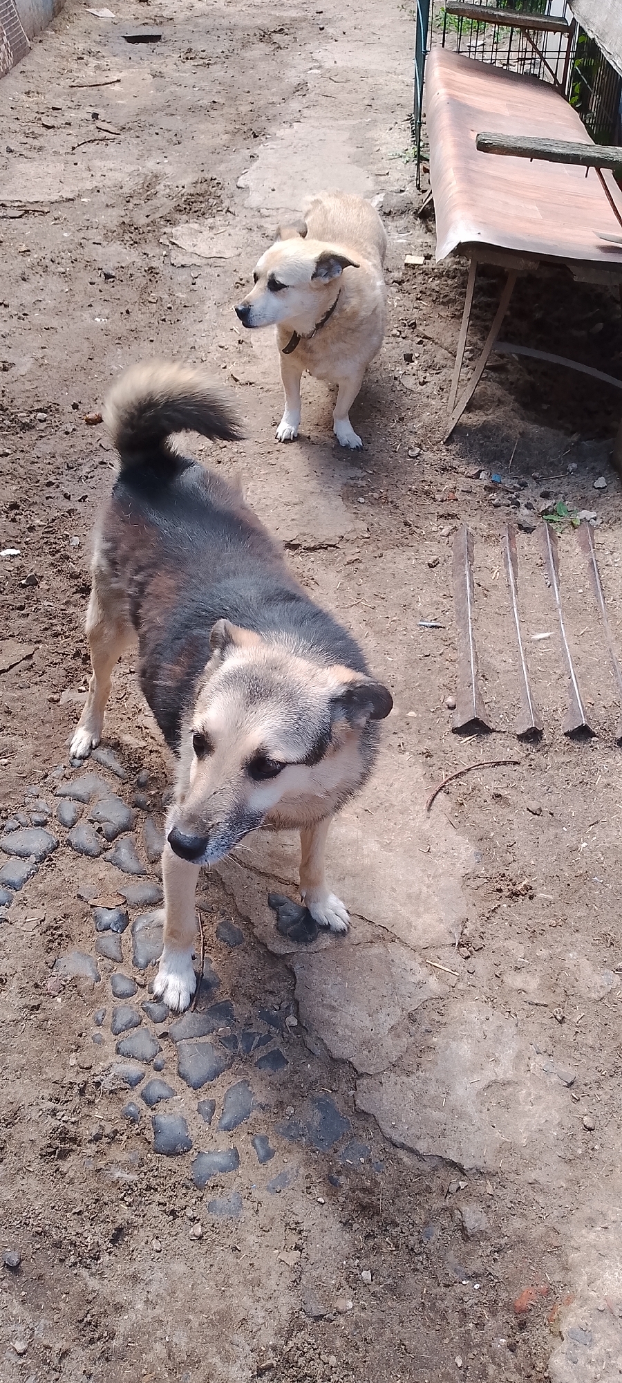 Two dogs are in an outdoor, dirt yard with some cobblestone and concrete elements. In the foreground, a medium-sized dog with tan, black, and gray fur is facing right, looking towards the camera. It has a black nose, light brown eyes, and white whiskers. Its tail is bushy and curved upwards. Behind it, a lighter-colored, shorter-haired dog stands facing left, looking away from the camera. It appears to be wearing a dark collar. In the background, a wooden bench with metal legs is visible, along with some rusty metal grates embedded in the ground. The ground is uneven, with patches of dirt, gravel, and exposed cobblestones. The scene suggests a rustic or semi-rural setting.