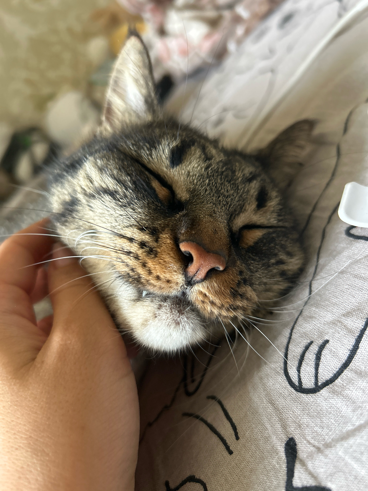 A close-up shot focuses on the face of a domestic shorthair tabby cat sleeping comfortably, with its eyes closed and its head resting on a patterned fabric. A human hand is gently stroking the cat's cheek, with the thumb positioned near its whiskers. The background is blurred, showing hints of floral patterns and soft lighting. This image was taken indoors in a residential setting, likely a bedroom, in Khyrdalan, Azerbaijan.