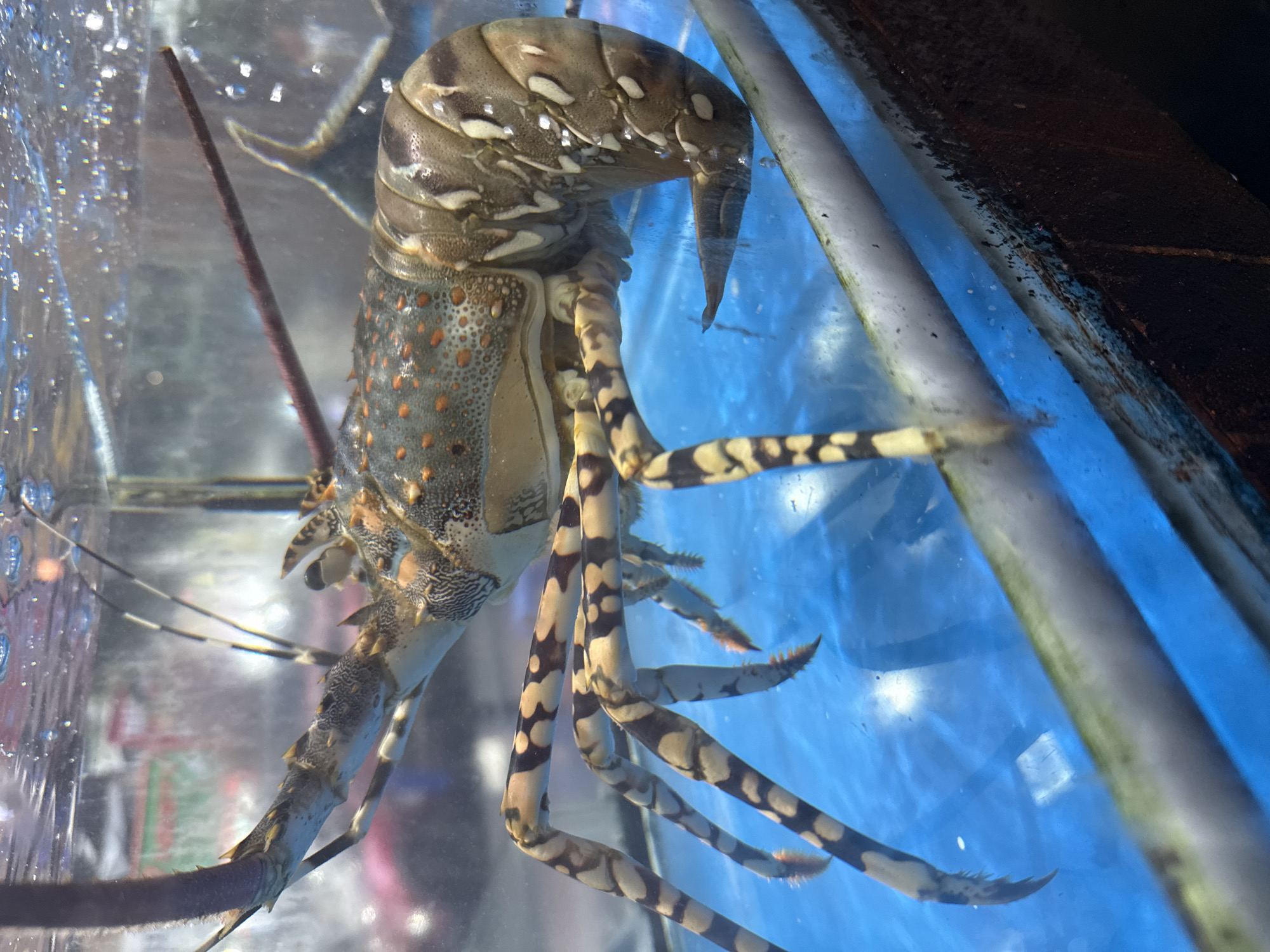 An ornate spiny lobster, distinguished by its textured exoskeleton with orange and grey speckles, is submerged in a clear aquarium. Its long antennae extend forward, while its banded legs are splayed, supporting its body. The lobster is positioned in the center of the frame, with the blue bottom of the tank visible beneath it. The aquarium appears to be part of a seafood market or restaurant in Nha Trang, Vietnam, given the likely context of such a display. The lighting creates reflections and highlights on the lobster's shell and the water's surface, suggesting an indoor setting.