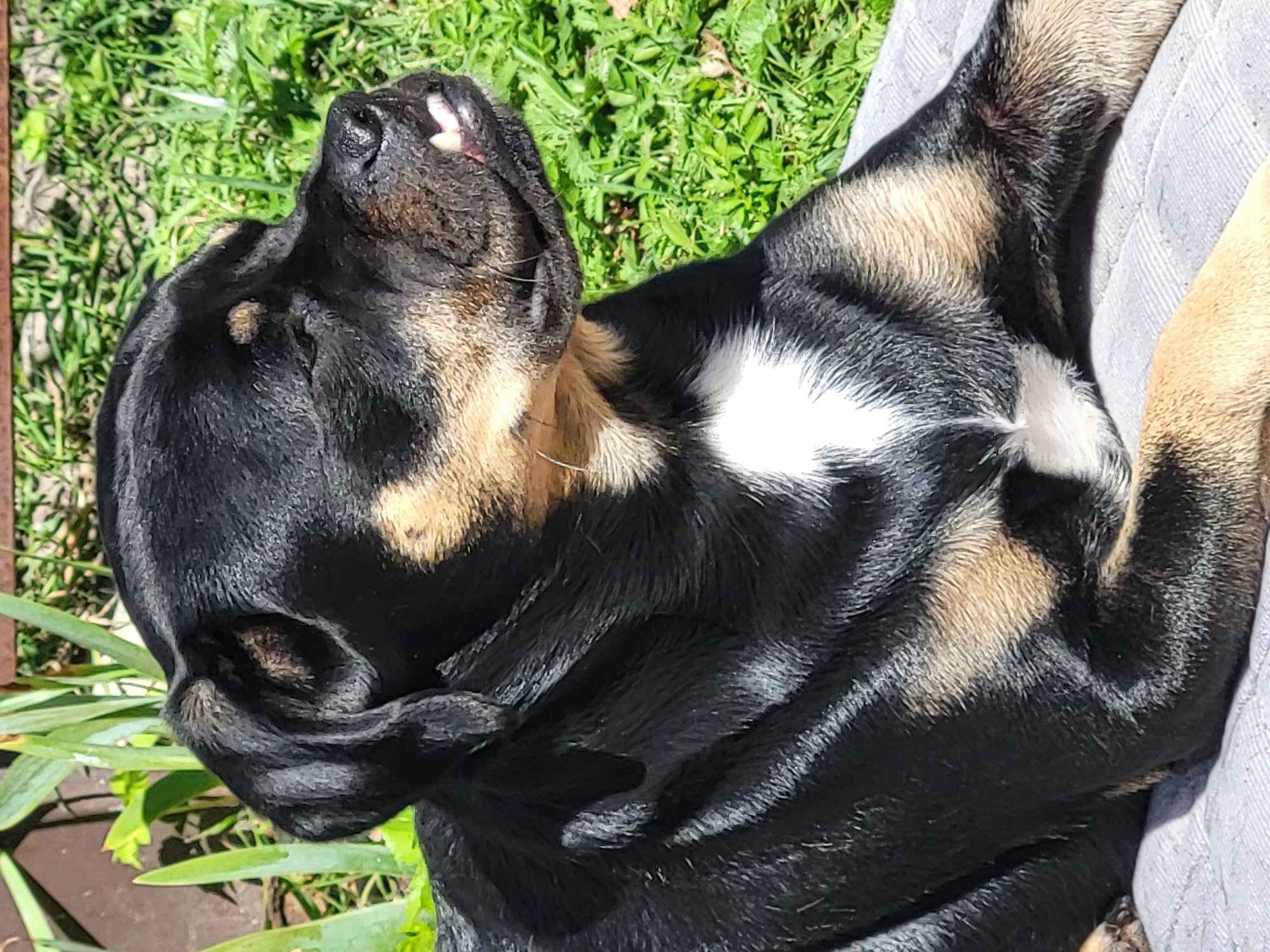 A medium shot captures a black and tan dog lying on a gray blanket in an outdoor setting. The dog is positioned facing right, with its head slightly tilted upwards, revealing a hint of its teeth. The background consists of lush green grass and some vertical green plants, suggesting a sunny day. The dog's fur is glossy, reflecting the sunlight. The image is a portrait of the dog in a relaxed pose.
