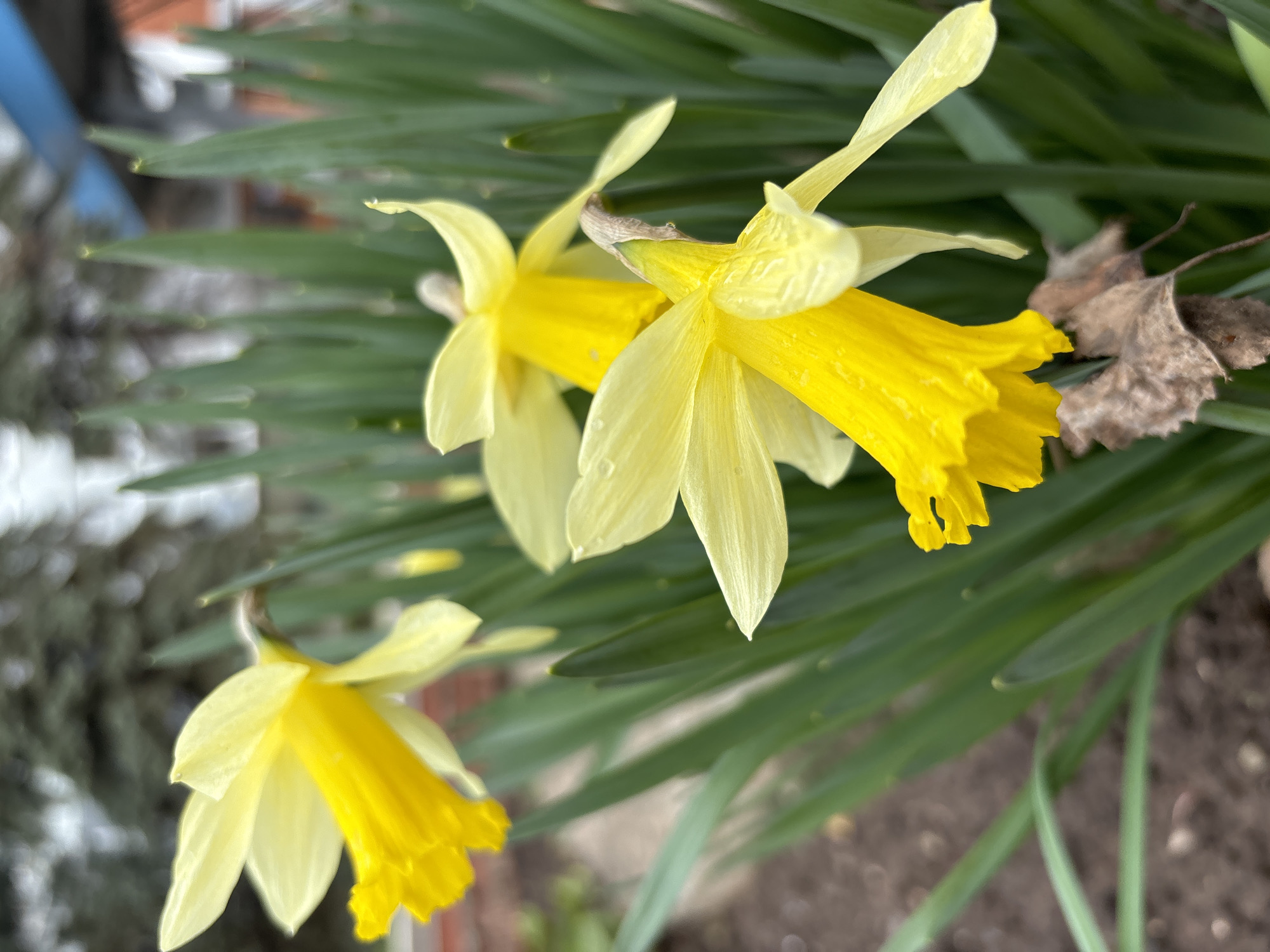 The image shows three yellow daffodils in bloom, surrounded by green leaves. The flowers are positioned in the foreground, with the background consisting of soil and blurred objects, possibly a building or fence. The location is likely in a garden or yard within the city of Chaikovsky, Russia, based on the prompt. There are no people visible in the image.
