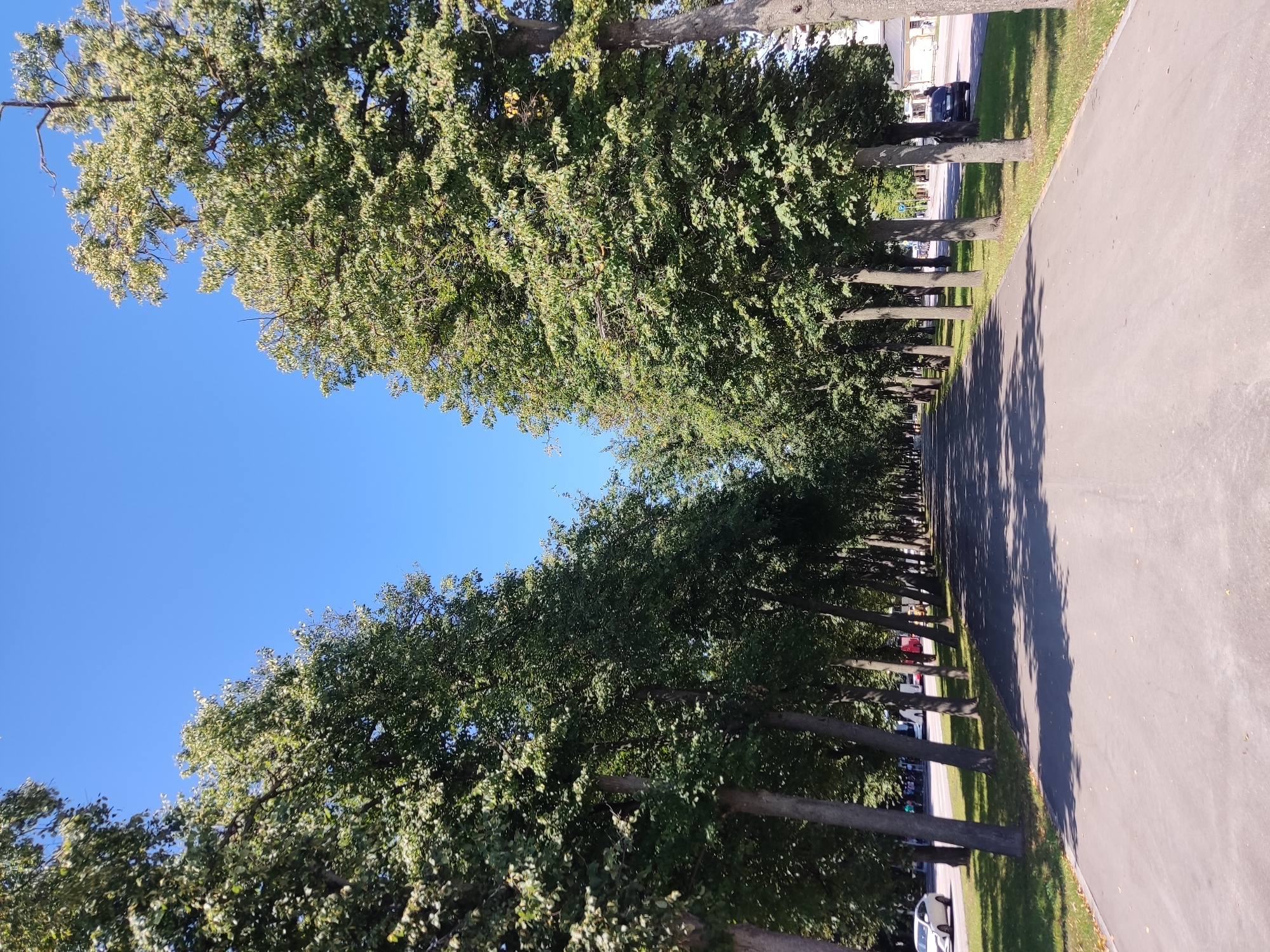 The image shows a wide, paved pathway lined by mature trees with full green foliage on either side. The pathway extends into the distance, creating a sense of depth. The sky above is a clear, bright blue. On the left side of the pathway, a road is visible with a white car driving, and on the right side, a dark car is parked. Beyond the road, buildings and more trees can be seen. The overall scene depicts a park-like environment within a city. The context of this image being in Moscow, Russia is provided as additional information, but the image itself does not contain any explicit visual cues to confirm this location.