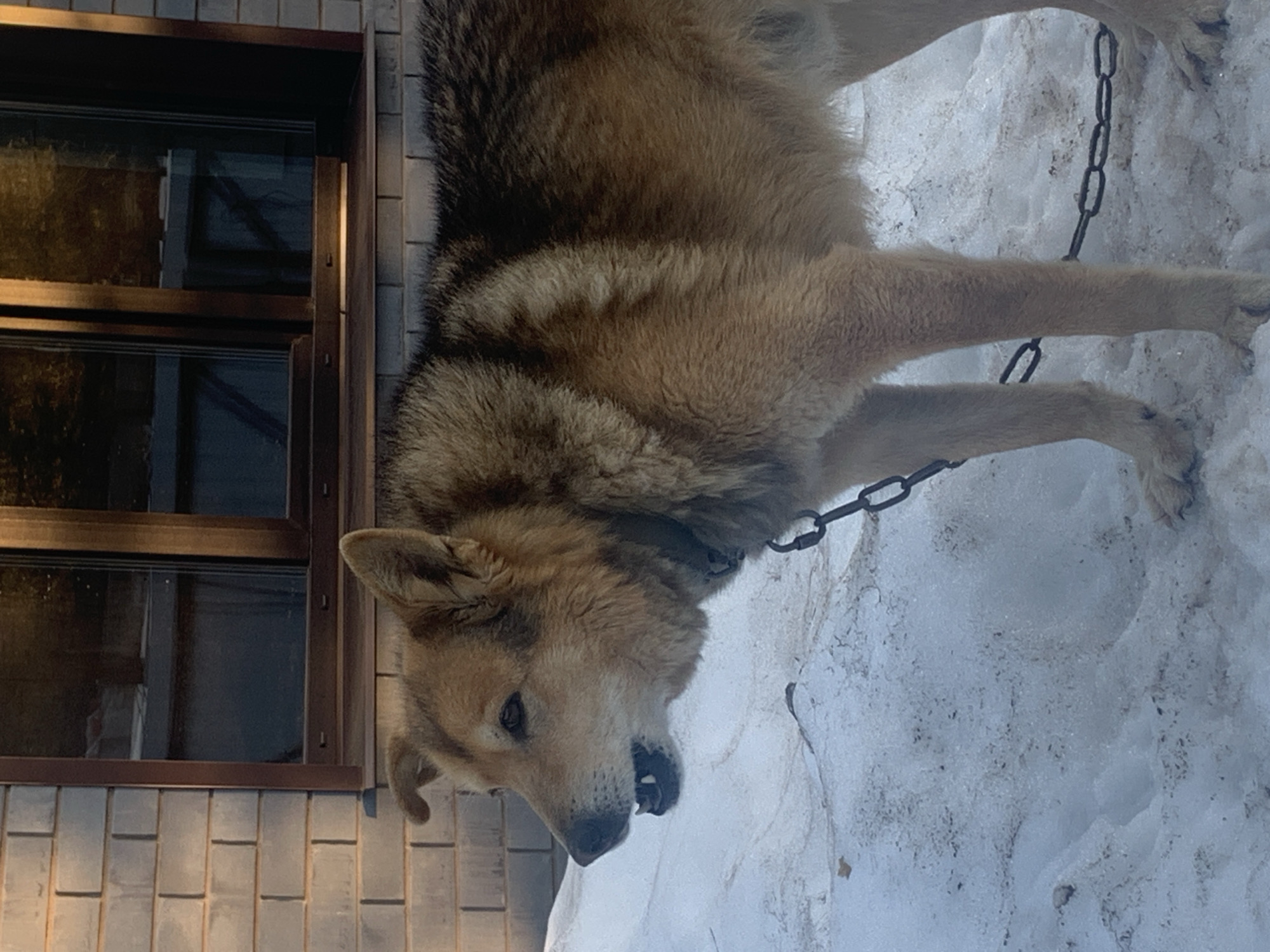 A tan and brown Husky dog is leashed with a chain to an unknown object outside in the city of Chaikovsky, Russia. The dog is standing in the snow. To the left of the dog is a window, and below that is what appears to be a brick facade.