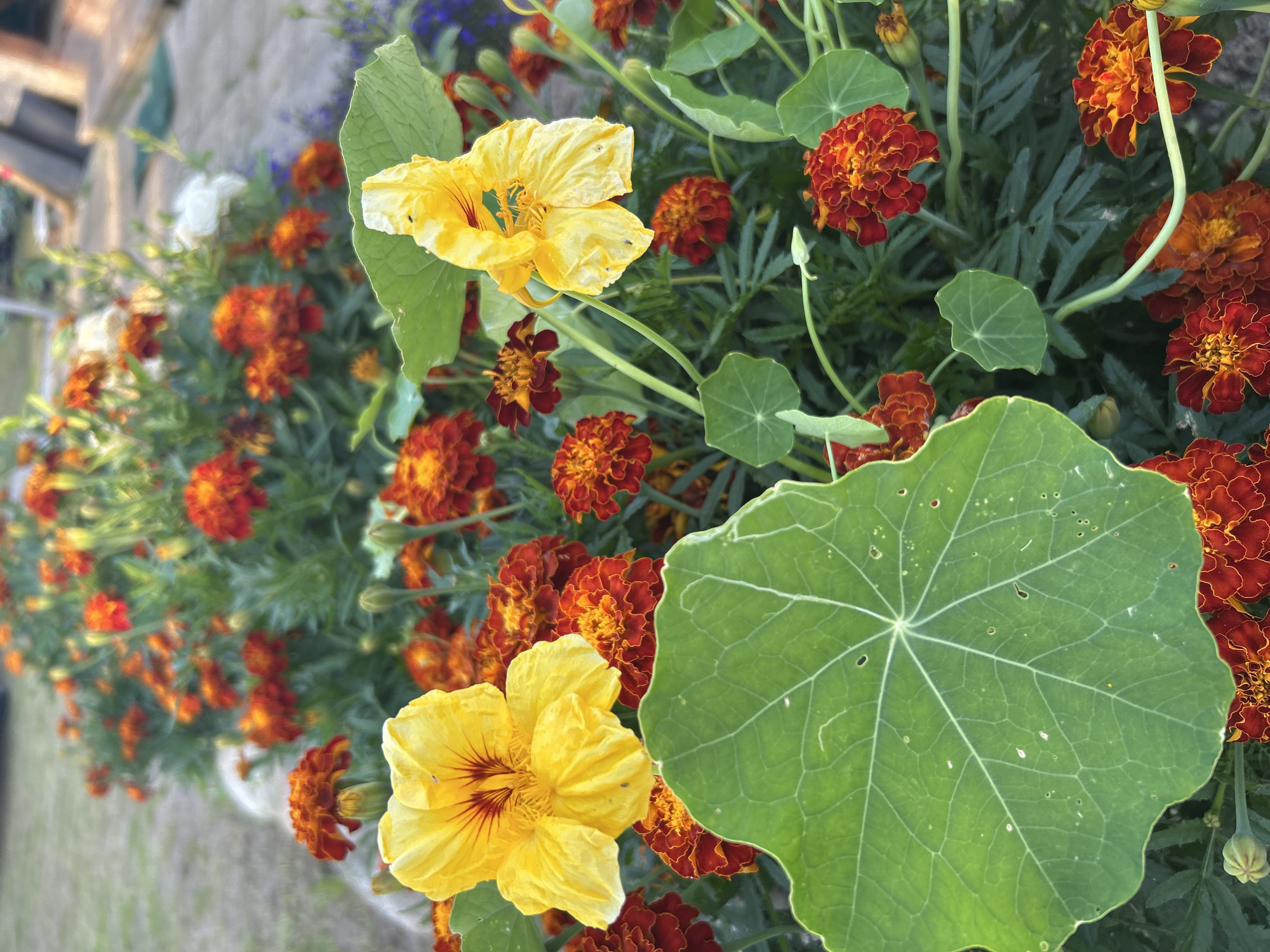 This is a close-up, eye-level shot of a flower bed featuring a mix of vibrant orange and yellow flowers, likely marigolds and nasturtiums. The foreground is dominated by a large, round, green nasturtium leaf with prominent veins, and a bright yellow nasturtium flower with dark red streaks. Behind these, a dense planting of marigolds with ruffled orange and red petals fills the frame, with some buds also visible. In the background, a blurry expanse of green foliage and grass suggests a garden or park setting. The lighting indicates it's daytime, with a slightly overcast or diffused light. The scene appears to be an outdoor garden, but there is no specific visual information to confirm its location in Kalitsino, Russia.
