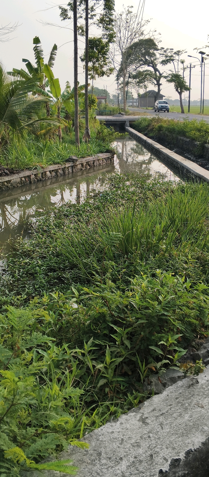 The image depicts a canal lined with stone on the left and concrete on the right, filled with murky water reflecting the overcast sky and surrounding greenery. Lush vegetation, including tall grasses and leafy plants, borders the canal. In the background, a road runs alongside a rice field, with a car visible driving on it. Tall trees and utility poles are also present, suggesting an outdoor environment in a semi-rural or suburban area. The location is identified as Japanan, Indonesia.