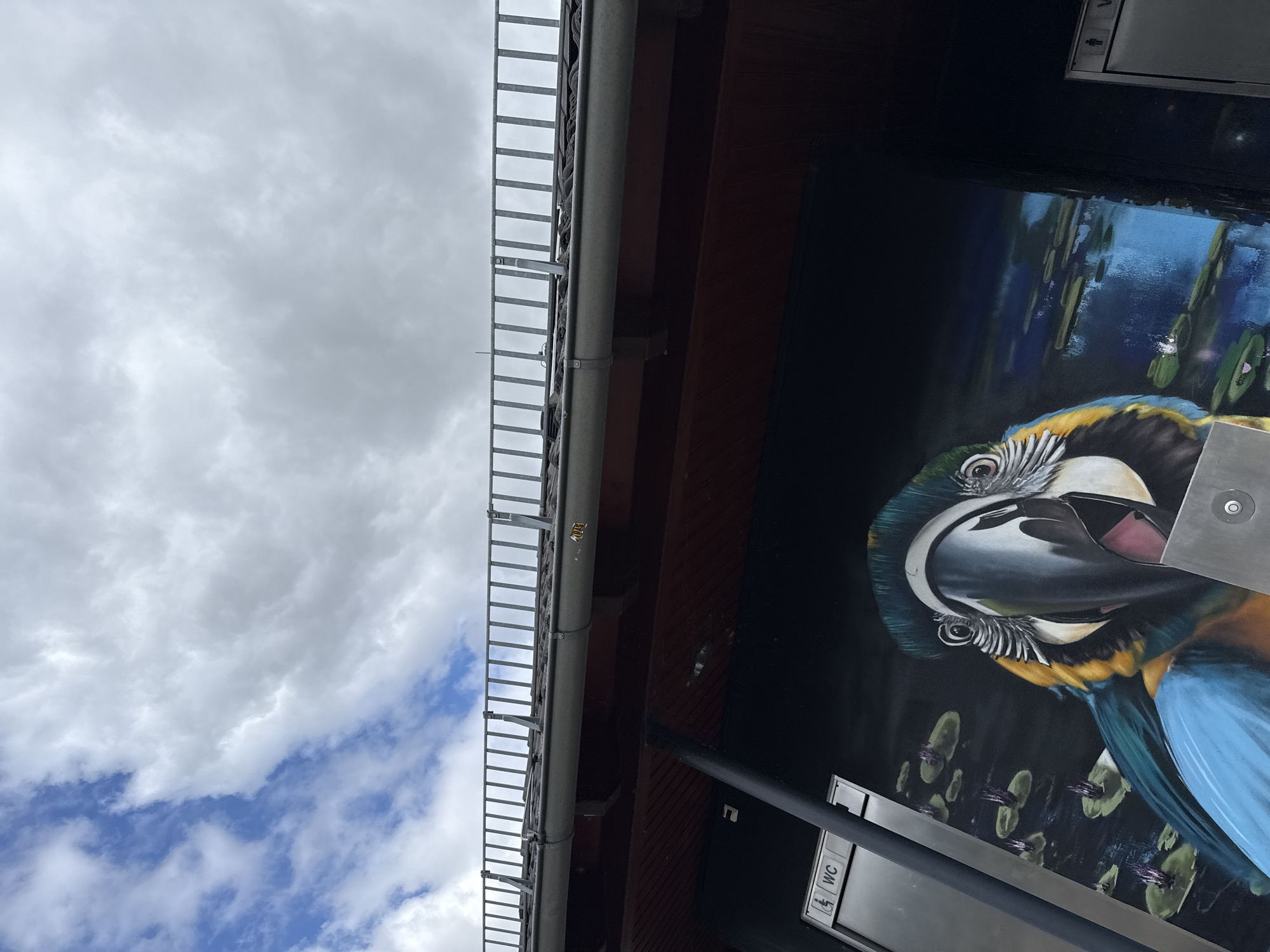 The image shows a close-up of a mural of a colorful parrot on the side of a building. The parrot is depicted with its beak open and its eyes wide, looking directly at the viewer. The mural is set against a dark background with water lilies. Above the mural, there is a roof with a metal railing and a gutter. The sky above is cloudy. A sign for "WC" (water closet) is visible to the left of the mural. The location is the public toilet facility at the entrance to the Störmthaler See lake in Großpösna, Germany.