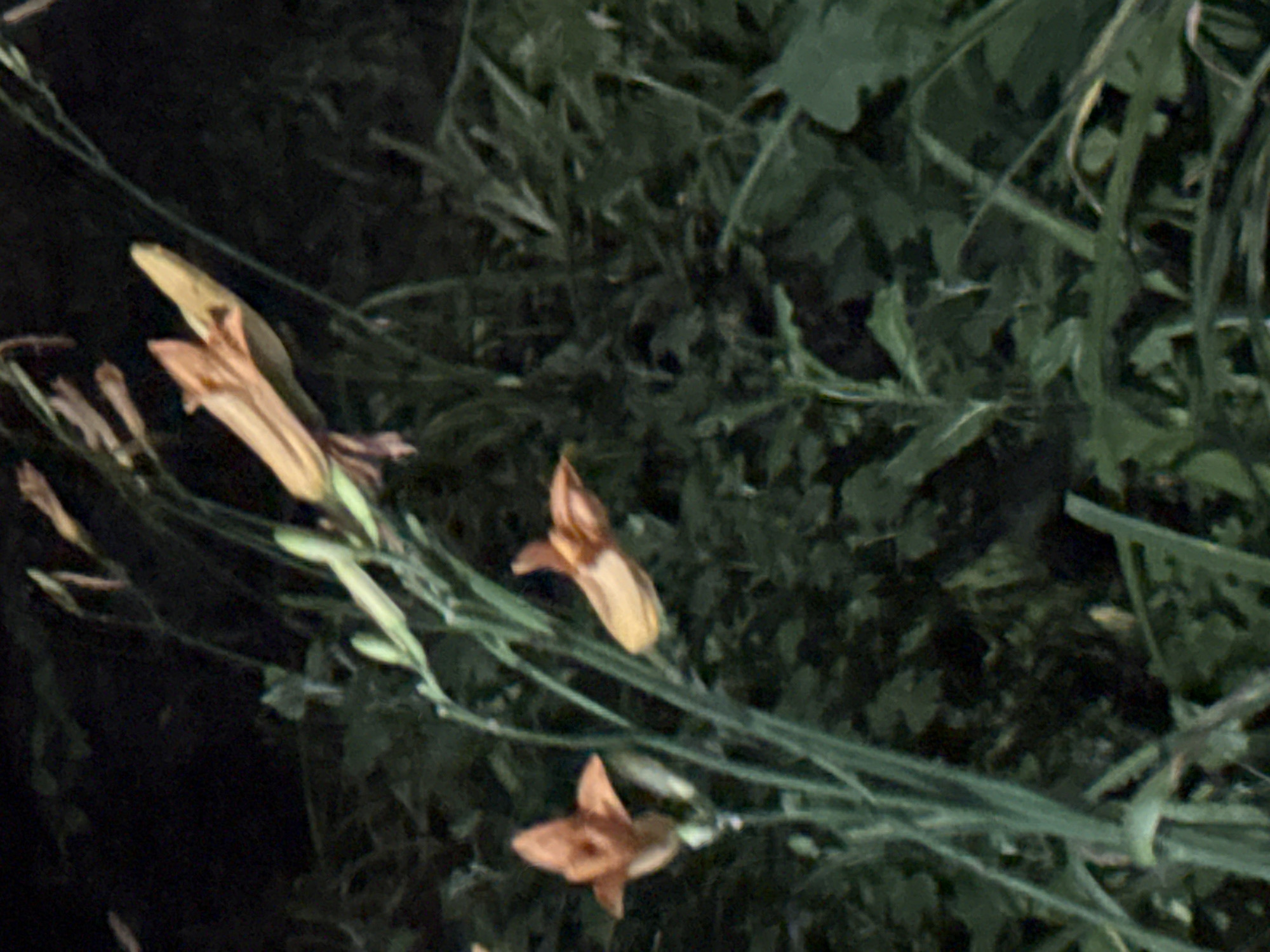 The image shows a close-up of a plant with several buds and open flowers. The flowers are a light orange or peachy color and have a tubular shape with flared petals. They are clustered along a thin, green stem. Some of the buds are still tightly closed, while others are beginning to open, revealing the delicate petals within. The background is dark and blurry, suggesting that the photo was taken in low light conditions, possibly at dusk or night, or in a shaded area. The overall impression is one of natural beauty and delicate detail. There are no people, text, or specific location cues visible in the image.