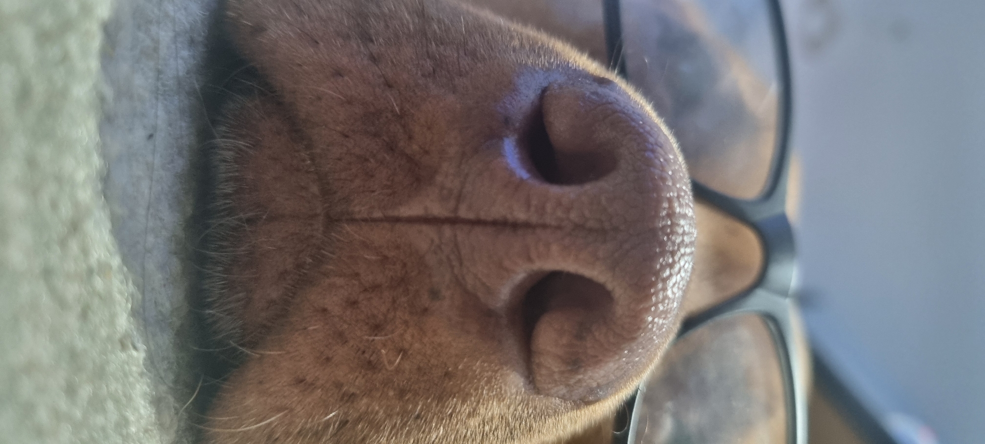 This media file is a close-up photograph of a dog's nose. The dog appears to be wearing glasses, as the frames are visible in the upper right portion of the image. The nose is brown and wet, with visible nostrils and a central crease. The fur around the nose is also brown and appears short. The background is blurred and consists of a light-colored, textured surface on the left and a pale blue, indistinct area on the right, possibly a wall or fabric. The lighting suggests it is daytime, with a soft light illuminating the scene. There is no visible text in the image. The focus is entirely on the dog's nose and the immediate surrounding area, creating an intimate and detailed portrait of this feature. The overall impression is one of a pet resting or being observed in a domestic setting.