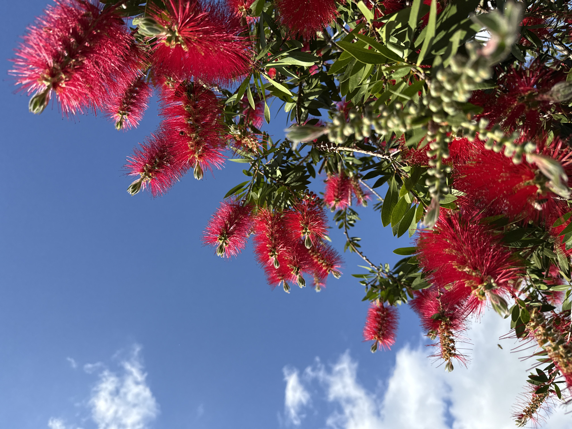 The image depicts a low-angle shot of red bottle-brush flowers and green leaves against a blue sky with scattered white clouds. The perspective suggests the photo was taken looking upwards. It is unknown whether this scene is specifically located in the city of Zelenika, Montenegro. No people are visible.