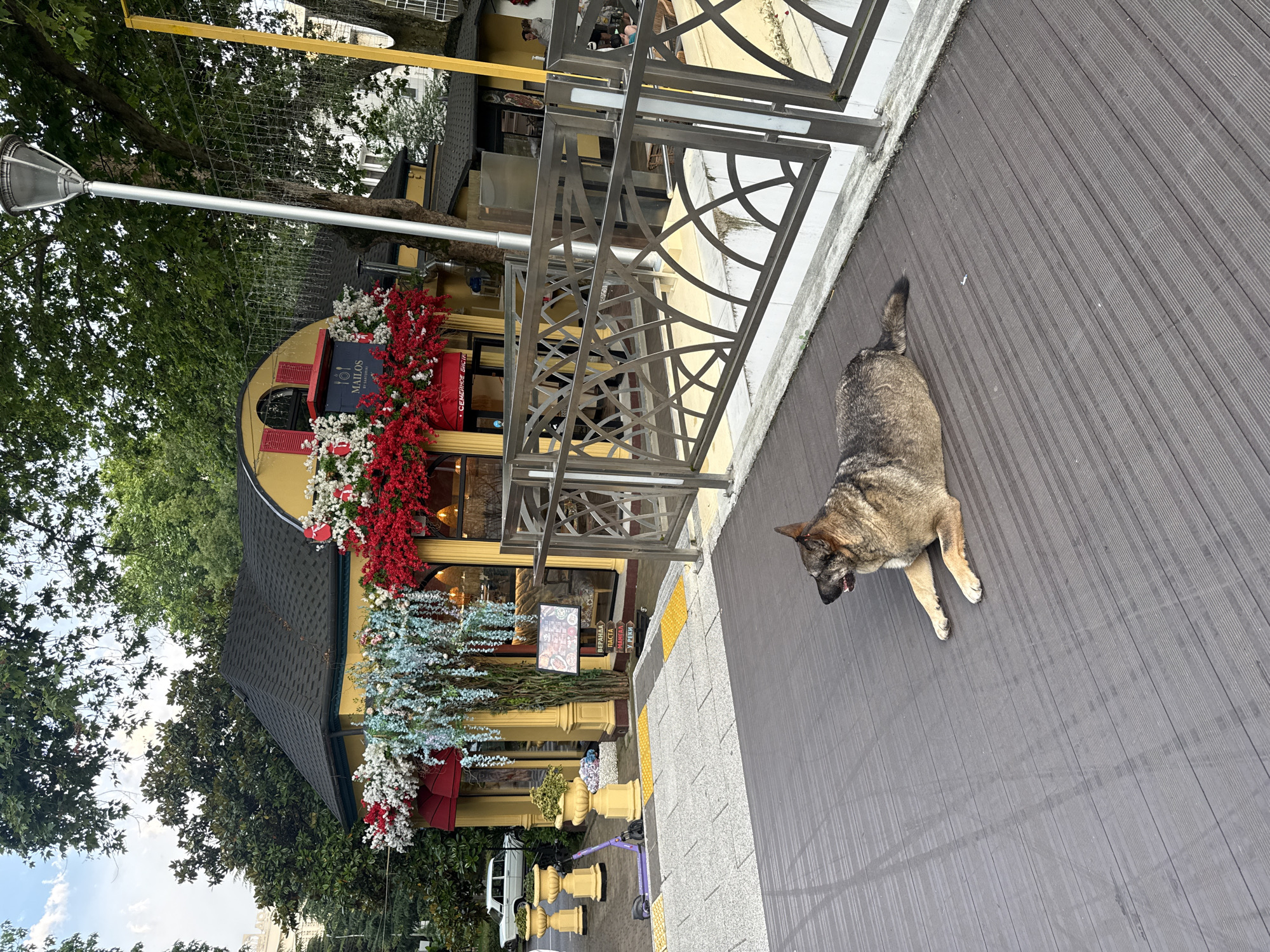 A German Shepherd dog is lying on a dark wooden deck in front of a yellow building in Sochi, Russia. The dog is facing right, with its head turned to look to the left. The building is decorated with red and white flowers, and has a sign that says "MAILOS" with a logo. There is a metal fence in front of the building, and a lamppost to the right of the dog. In the background, there are trees and a white car parked on the side of the road. The scene appears to be a cafe or restaurant.