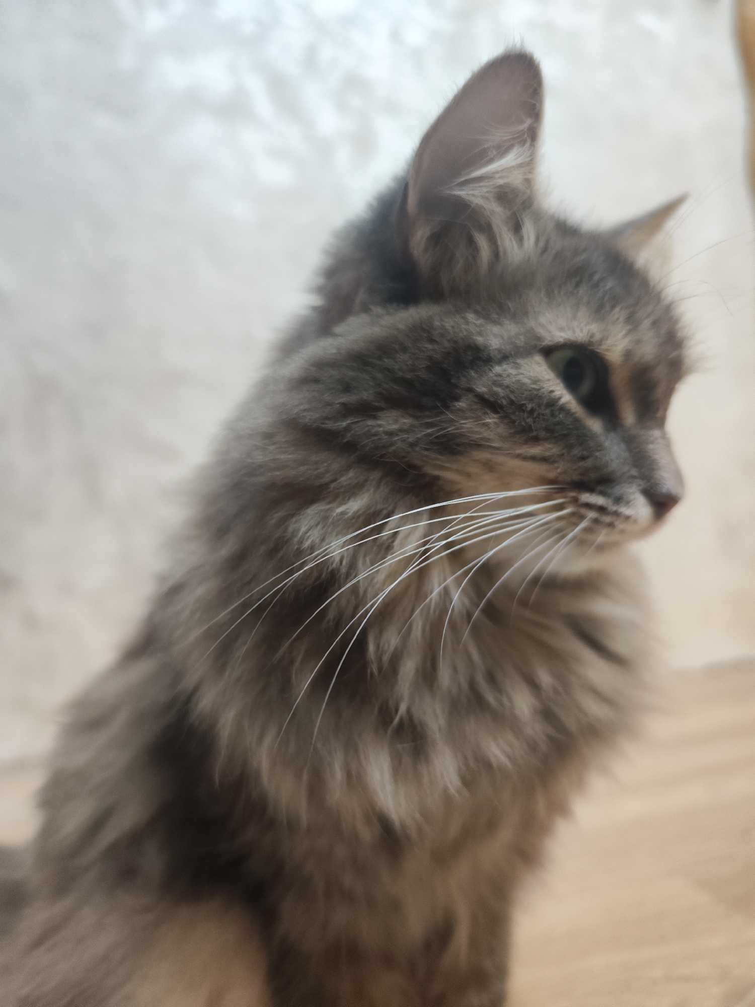 A medium, close-up shot depicts a gray, long-haired cat. The cat is facing right, with its head in sharp focus, while the rest of its body is slightly blurred. The cat has white whiskers and green eyes. The background consists of a textured wall and a wooden surface.