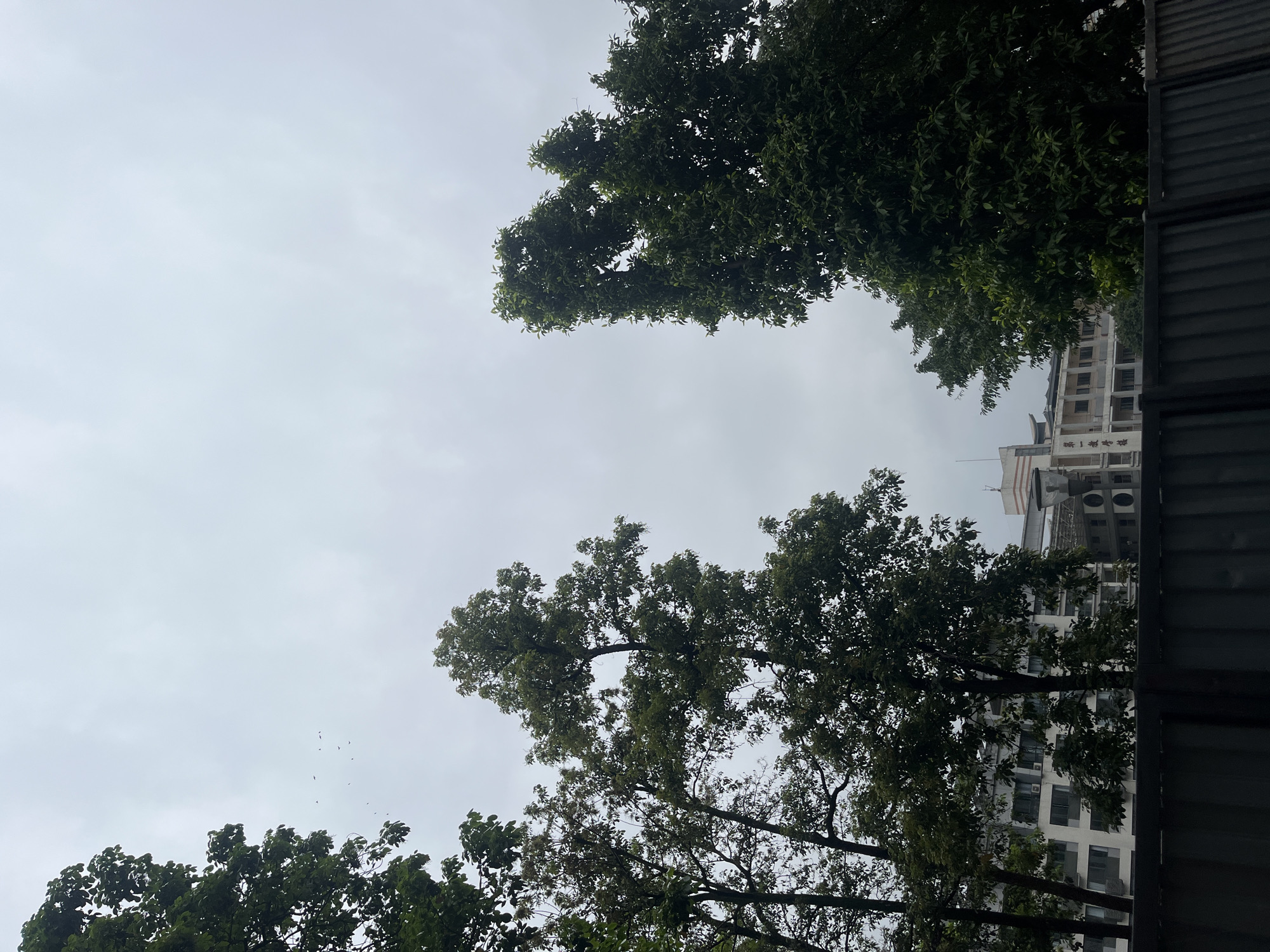 The photograph depicts a view looking upwards towards a cloudy sky framed by trees and a building. The tree branches are dense with green leaves. A tall, light-colored building with multiple windows and architectural details is partially visible on the right side of the frame, partially obscured by a dark, corrugated structure. The sky is overcast. The overall impression is of an urban environment with greenery. Based on additional textual context which is not available in the image, the photograph is assumed to have been taken in the Yuzhong District of China. Birds are visible in the sky.