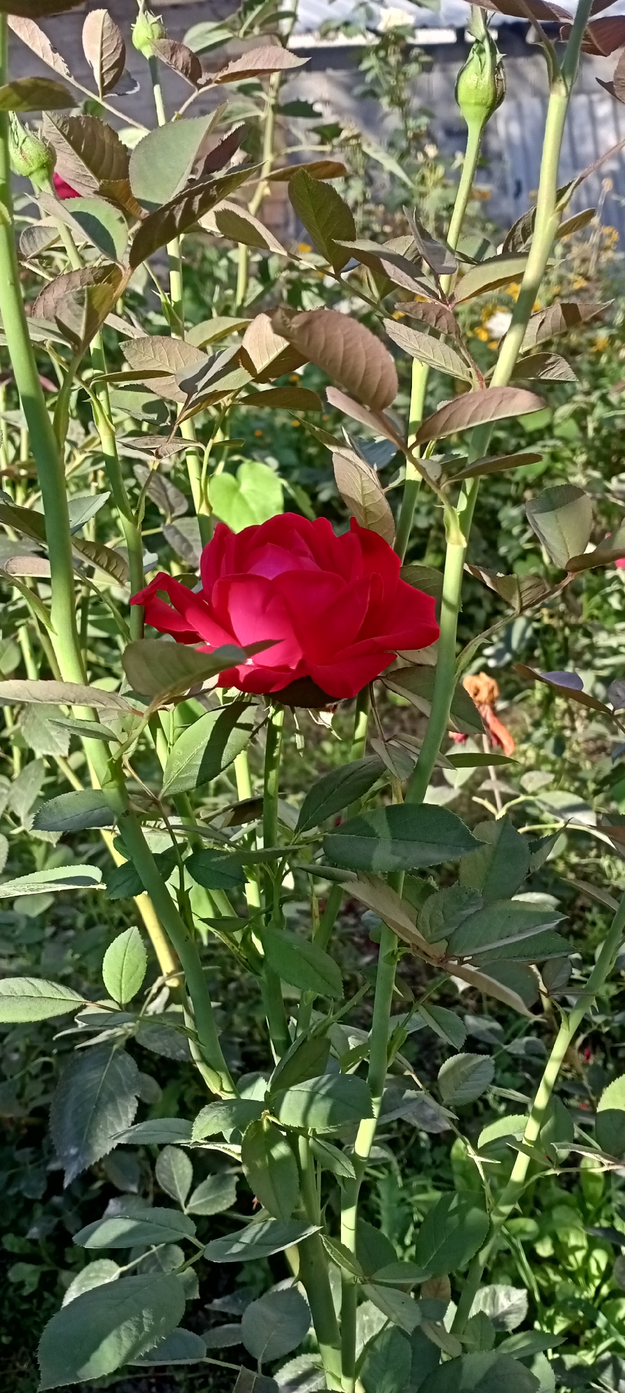 A single, vibrant red rose is in full bloom, centered in a garden setting. The rose, with its velvety petals unfurling, is surrounded by the green foliage of the rose bush and other plants. Several green rose buds are also visible, some tightly closed and others just beginning to open. The leaves of the rose bush are a mix of deep green and some showing brown edges, suggesting varying stages of growth or seasonal change. The background is a blur of green and dappled sunlight, indicating an outdoor environment likely in a park or residential garden. The image appears to be taken in Sokuluk, Kyrgyzstan, judging by the context provided.