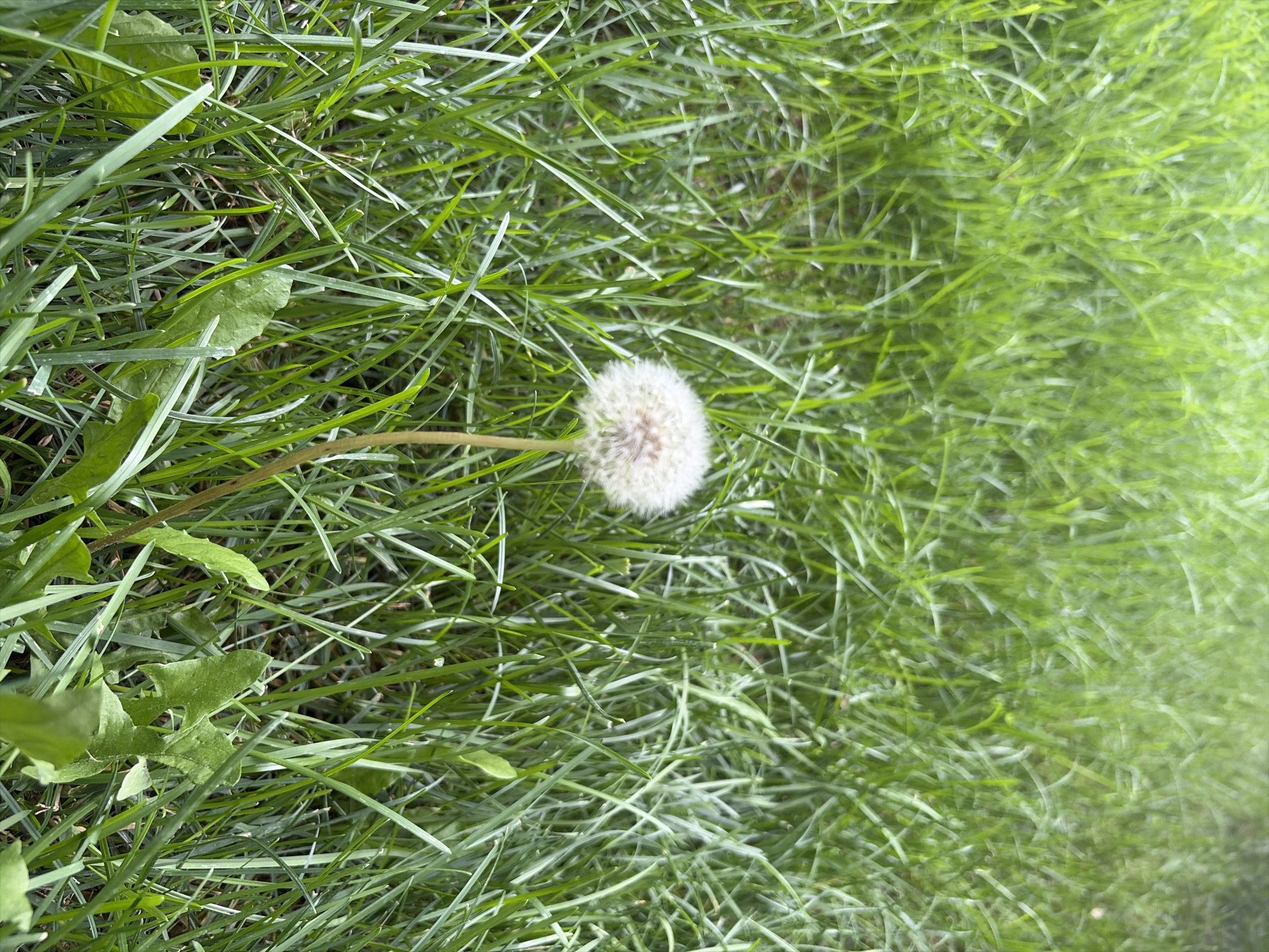 A single dandelion seed head stands tall in a lush green meadow. The dandelion is a fluffy white sphere at the top of a thin, vertical stem. The surrounding grass is vibrant green and appears to be freshly grown. The image depicts a natural outdoor environment, likely a park or field, within Oxentea, Moldova. There are no people or other animals visible in the scene.