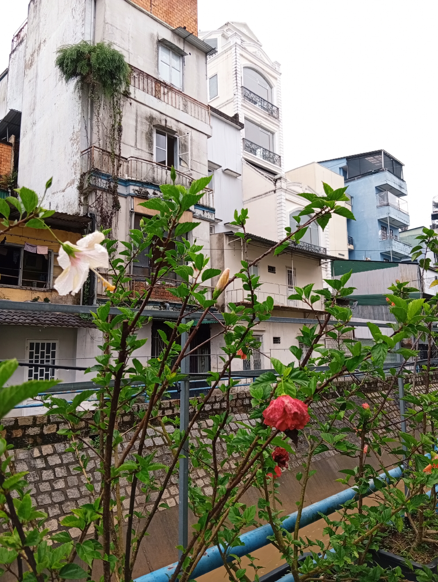 The image depicts a view of various buildings in Da Lat, Vietnam, as seen through a foreground of blooming hibiscus plants in containers. The buildings are a mix of architectural styles and colors. The closest building is white with a vertical garden. Behind it is a taller white building with arched windows and metal balconies. A light blue building can be seen further back. The hibiscus plants are in various stages of bloom, with white and red flowers visible. A stone wall and a blue metal railing are situated behind the planters. The sky appears overcast.