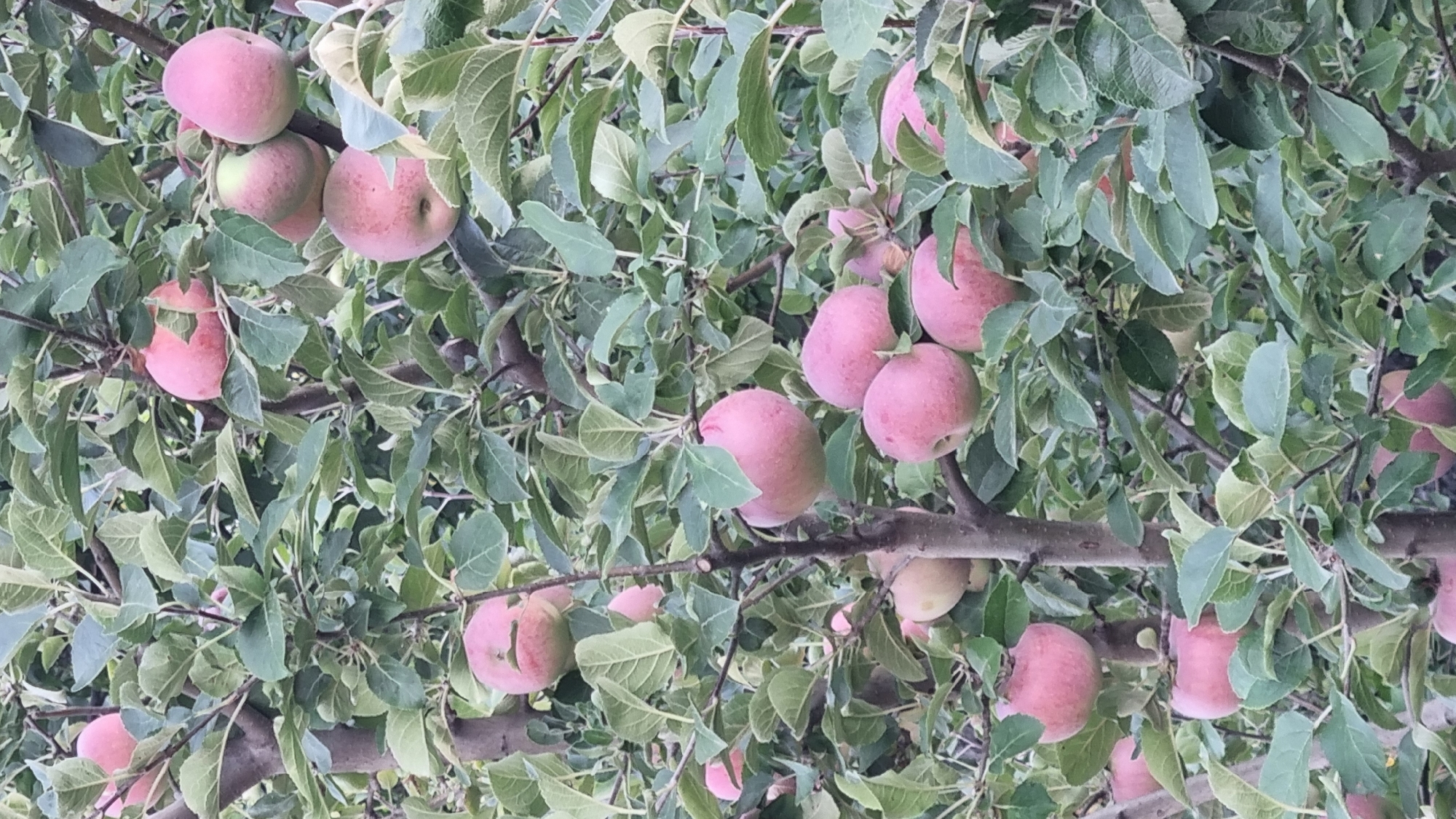 The image displays a close-up view of an apple tree laden with ripe, pink apples. The apples are clustered amongst lush green leaves and branches. The scene appears to be outdoors, with natural light filtering through the foliage. The specific location in Smila, Ukraine is not discernible from the image itself. There are no people or animals present in the frame. The focus is solely on the fruit-bearing tree.