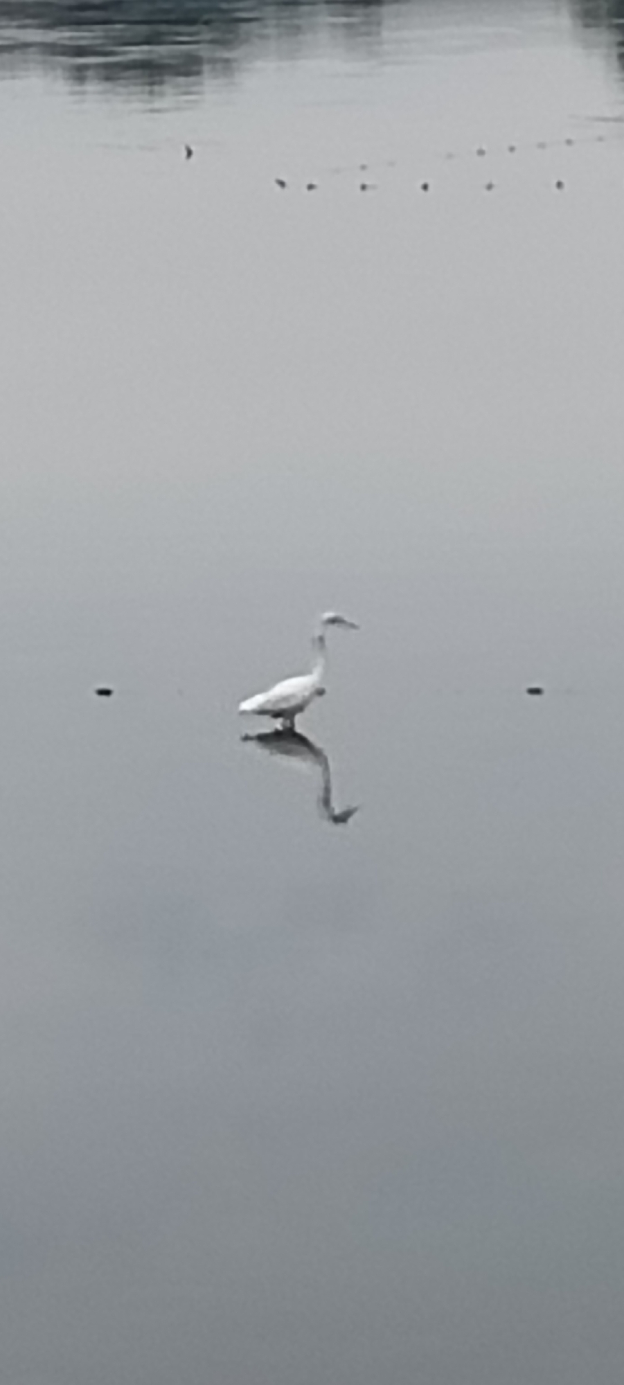 A single white heron stands in calm, shallow water, its reflection clearly visible below. The heron has a long neck, slender body, and long legs. The water is a dull gray, reflecting the overcast sky. In the distance, a blurred line of what appears to be other birds or objects can be seen on the surface of the water. The scene appears to be a natural body of water, possibly a lake or a calm section of a river, in a natural or semi-natural environment. There is no indication of the city of Lhokseumawe, Indonesia, in this image; it is a general nature scene.