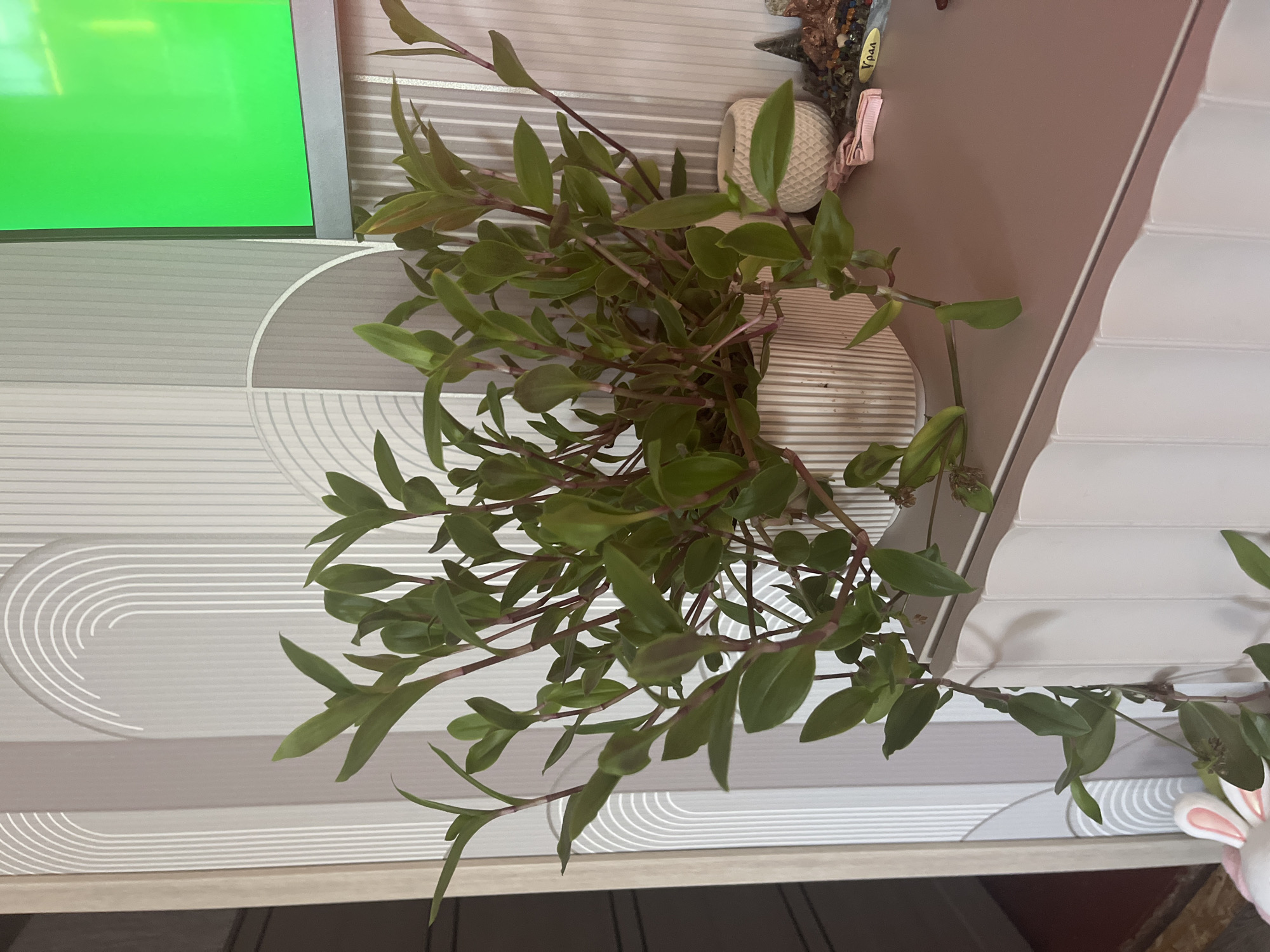 The image shows a potted plant with green leaves and reddish stems, likely a Tradescantia species, placed on a shelf or surface. The background features a textured wallpaper with a pattern of vertical lines and arched shapes. To the right of the plant, a portion of a screen displaying a bright green color is visible, suggesting a television or monitor. There are also decorative items on the shelf, including a small white textured pot and some small objects that appear to be figurines or decorative stones. A pink hair clip is also visible. The overall scene appears to be indoors, possibly in a living room or bedroom. The image was taken in Rakhinka, Russia.