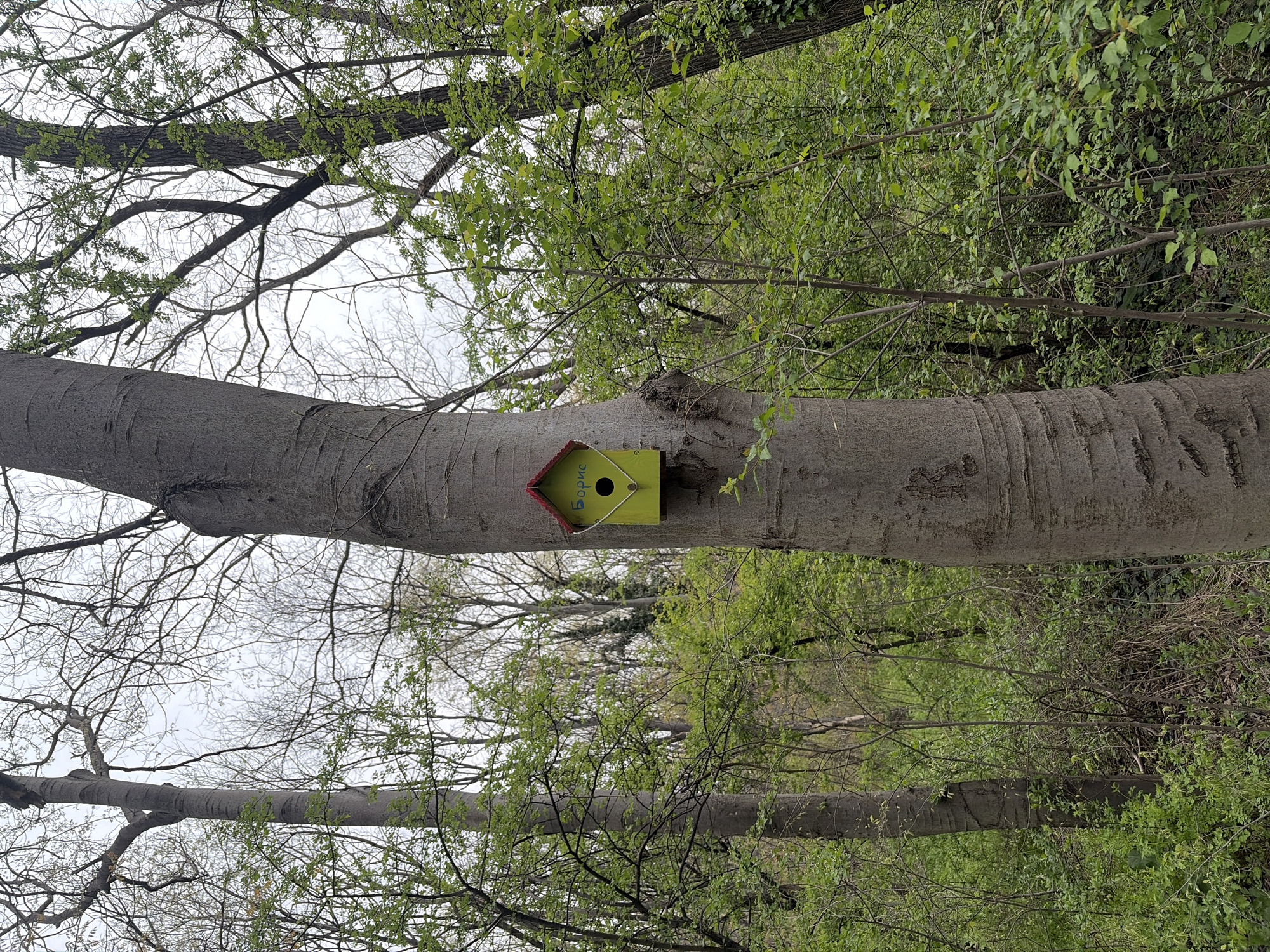 A yellow birdhouse with a red roof is affixed to a large, horizontal tree trunk. The surrounding environment consists of trees with emerging green foliage. The scene is set in a wooded area of Plovdiv, Bulgaria.