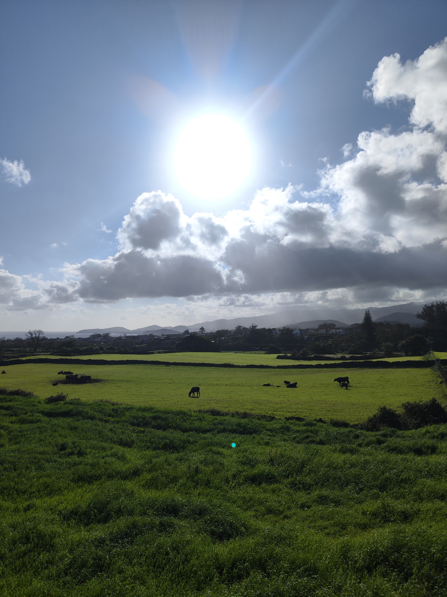 The image depicts a vibrant green landscape in Ribeira Grande, Portugal. A field of lush grass dominates the foreground and extends to a mid-ground where several cows graze. The background features a line of trees and buildings that fade into the distance, meeting a horizon of coastline and mountains under a partly cloudy sky. The sun is high and bright, dominating the sky with its glare.