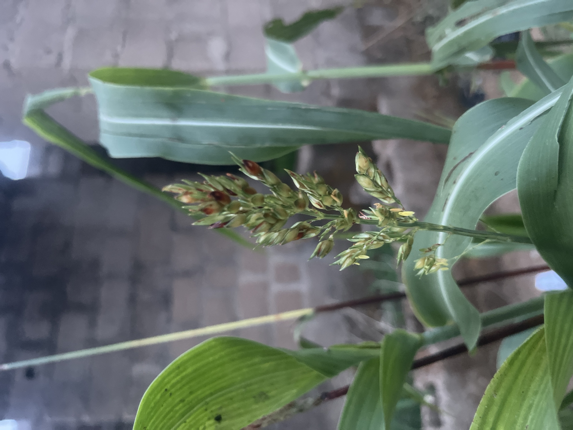 The image shows a close-up of a plant with long, green leaves and a seed head consisting of small, green and brown seeds. The plant is situated outdoors, with a blurred brick wall visible in the background. The scene appears to be in a garden or natural setting. The location is given as Barakin Akawo, Nigeria, though this cannot be directly confirmed from the image. No people, actions, or interactions are visible.