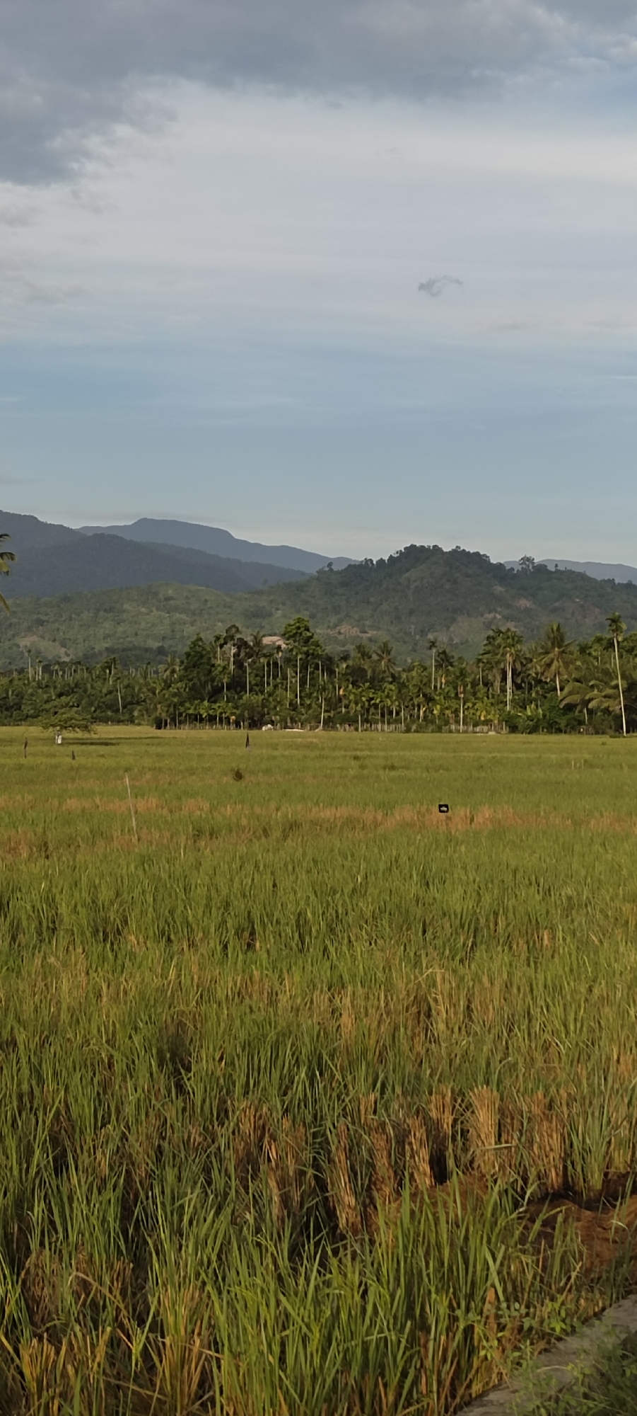 The image depicts a rural landscape in Meunasahalue, Indonesia. In the foreground, a rice paddy field dominates, with tall, green, and partially harvested rice stalks visible. Behind the field, a line of trees, including palm trees, separates the field from the distant mountains. The mountains appear to be covered in dense vegetation and fade into the background. The sky is overcast with grey and white clouds. There are no people visible in the image. There are some black flags or markers in the field that seem to demarcate areas. There is a small water runoff at the bottom right of the field.