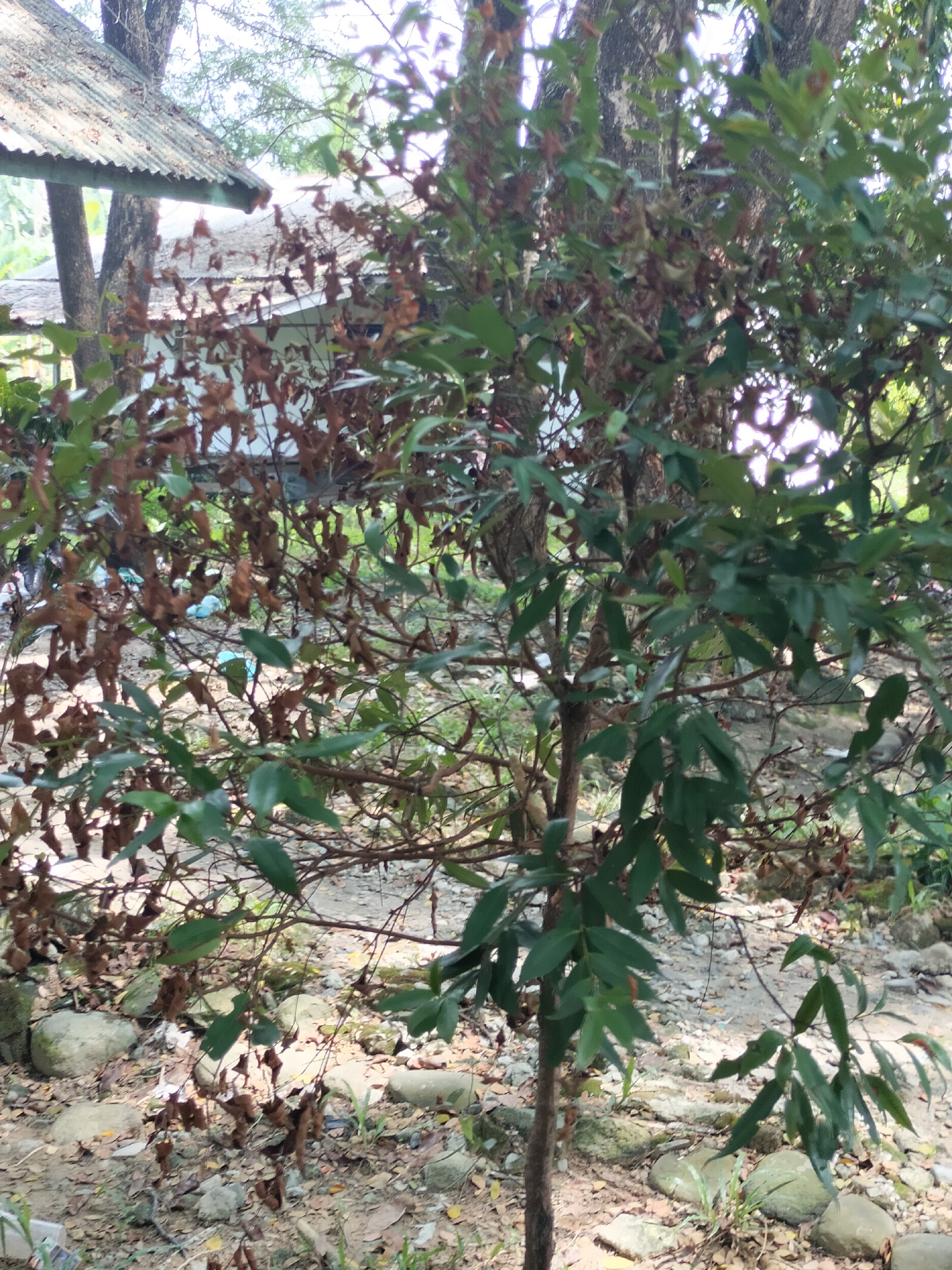 The image shows a tree with both green and brown leaves in what appears to be an outdoor, possibly urban, setting in Seuneubokpeunteut, Indonesia. The ground is covered with dry leaves, small rocks, and some scattered debris, including what looks like blue plastic bags. In the background, a corrugated metal roof is visible, attached to a building with white walls, suggesting a residential or utility structure. The tree's trunk is slender and brown, with branches extending outwards. Some parts of the tree are densely covered with green leaves, while other sections have withered, brown foliage. The lighting suggests it is daytime, with sunlight filtering through the branches. There are no people visible in the image.