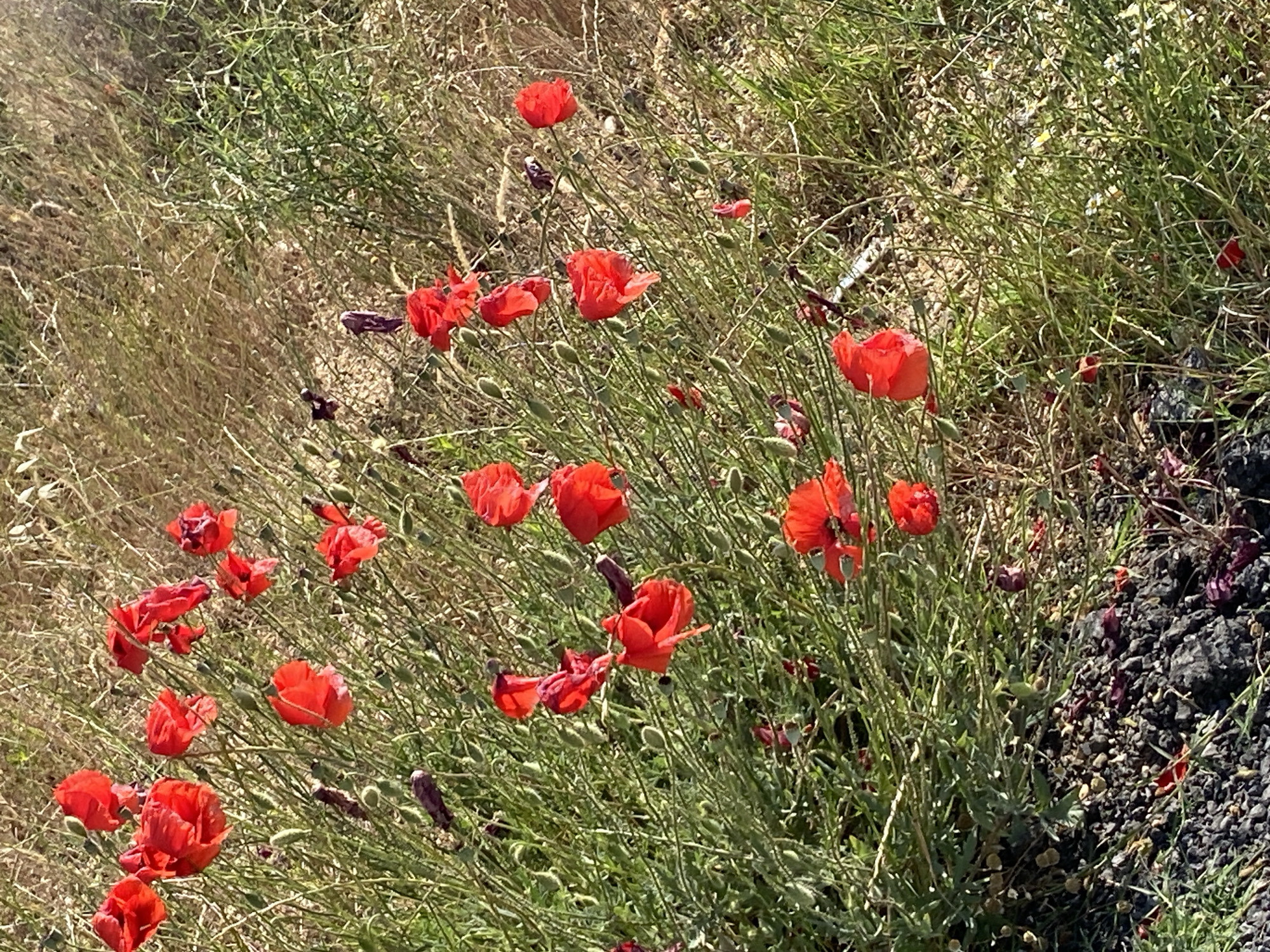 The image displays a natural outdoor scene featuring numerous red poppies (Papaver rhoeas or similar species) and their associated green foliage, located in Belo Pole, Bulgaria. Approximately two dozen red poppy flowers are visible, exhibiting various stages of growth from tightly closed buds to fully open, vibrant red blossoms, and some with crumpled or partially wilted petals. These flowers are densely interspersed with bright green, leafy stems and other herbaceous plants. The foreground on the left side consists of dark, granular material resembling gravel or coarse soil, with scattered reddish-purple fragments, likely fallen petals. The background and the right side of the image show an expanse of dry, light brown and tan grasses and desiccated vegetation. The scene is illuminated by natural daylight, indicating clear weather conditions. No people or animals are present.