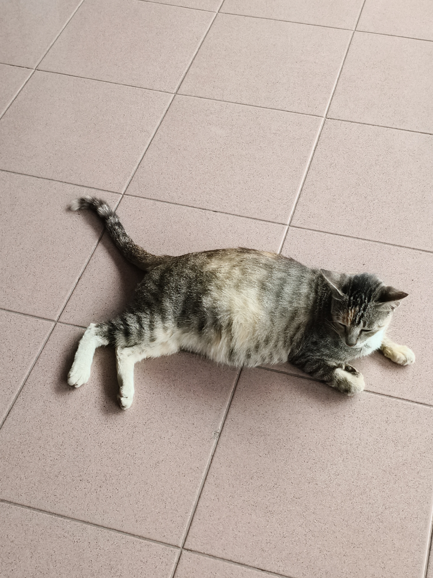 A cat is lying on a tiled floor. The cat is mostly grey and white with some brown markings, especially around the head and back. The tiles are pink. The location is Cianjur, Indonesia.