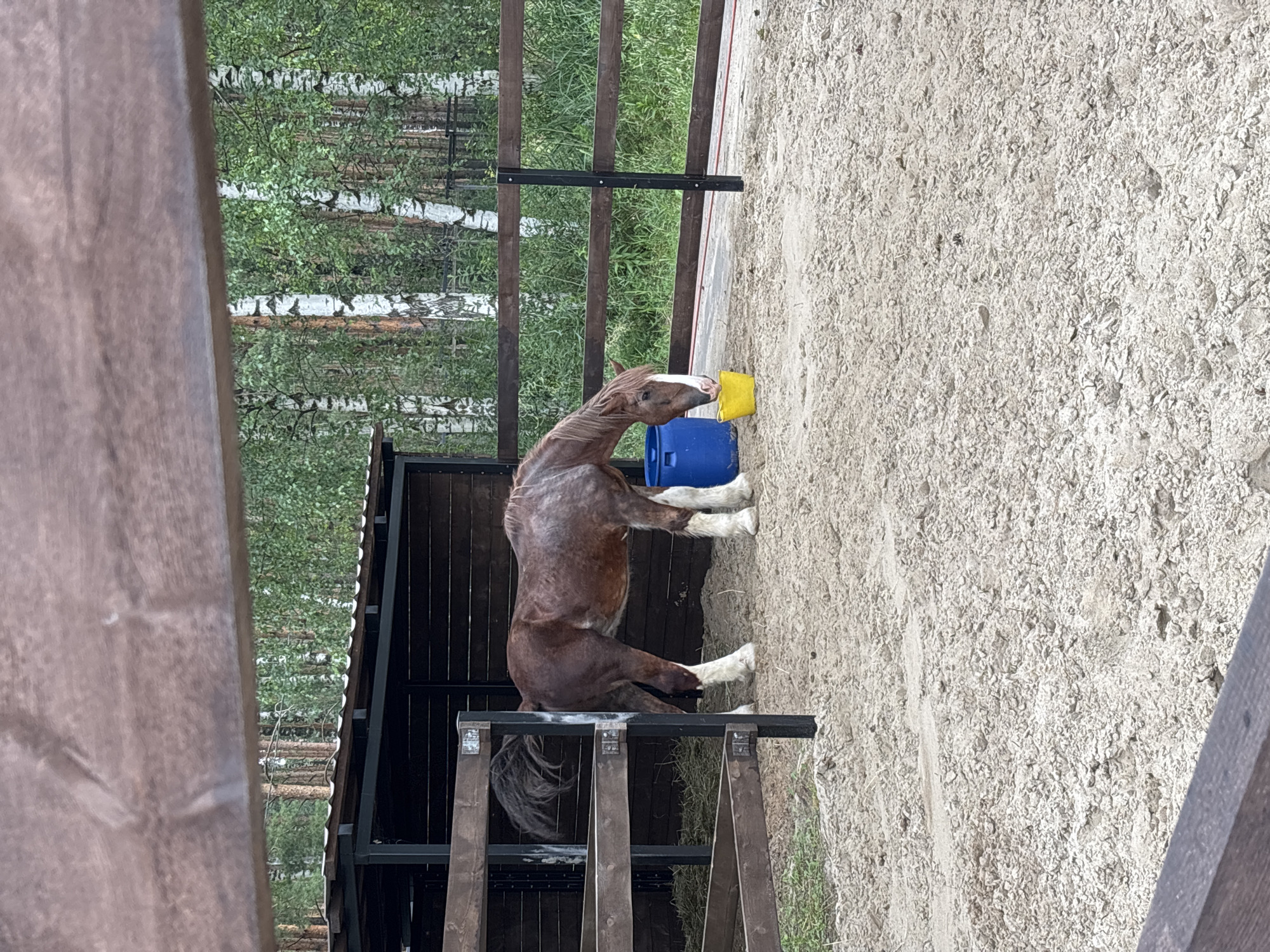 A brown horse with white socks and a white blaze on its face is standing in a sandy enclosure. The horse is drinking from a yellow bucket. To the left of the horse is a wooden stable with a dark roof. Behind the stable and enclosure is a wooden fence, and beyond that, a forest with birch trees. The image appears to have been taken on an overcast day. The location is an outdoor horse farm in Yaroslavl', Russia.