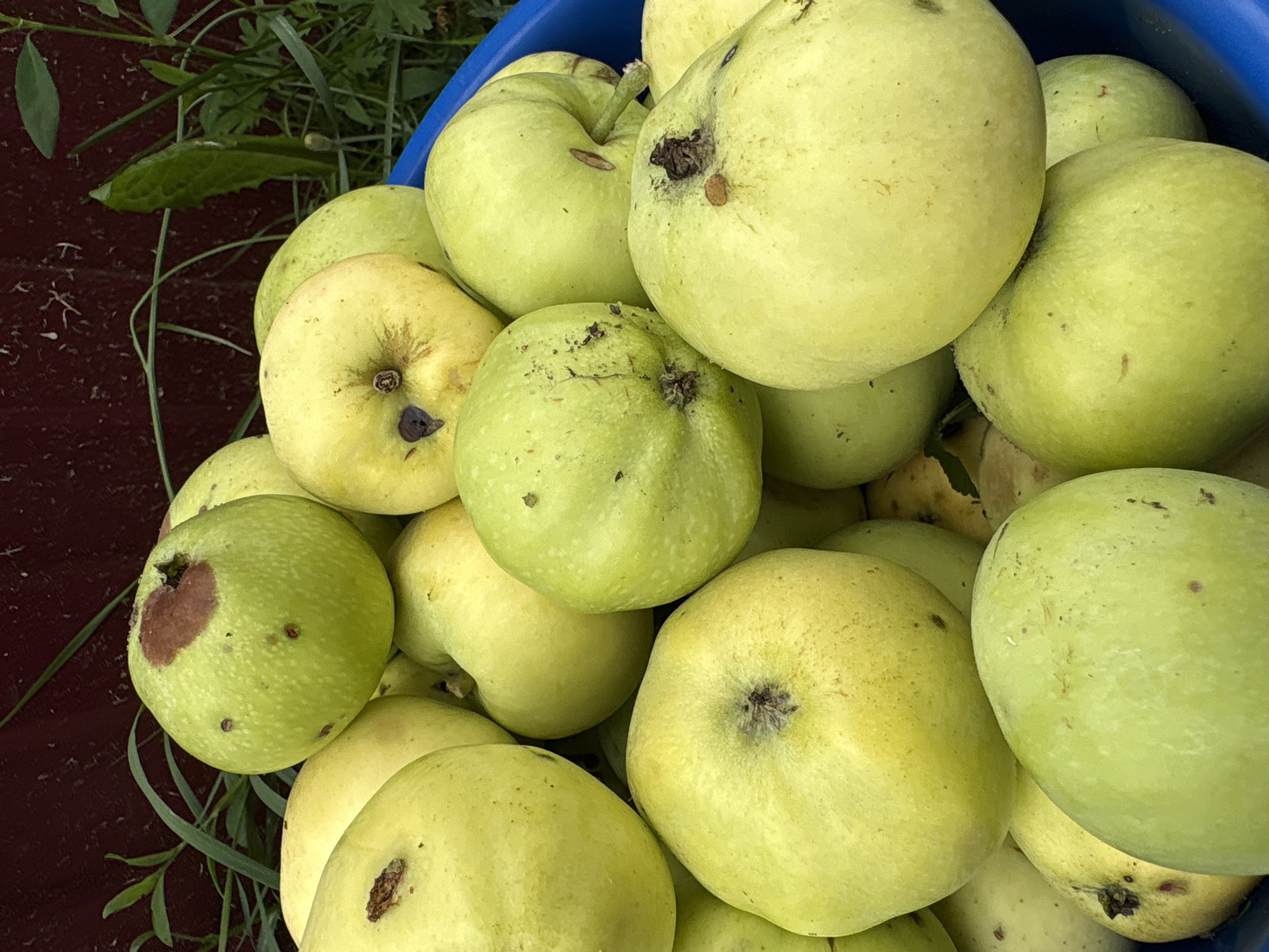 A close-up, overhead shot shows a pile of light green and yellow apples in a blue plastic tub. The apples are slightly bruised in places and some have dark spots or blemishes. In the background, a dark red wooden fence and green foliage are visible. The scene appears to be outdoors. The city of Ветлужский, Russia, is not discernible from the image.