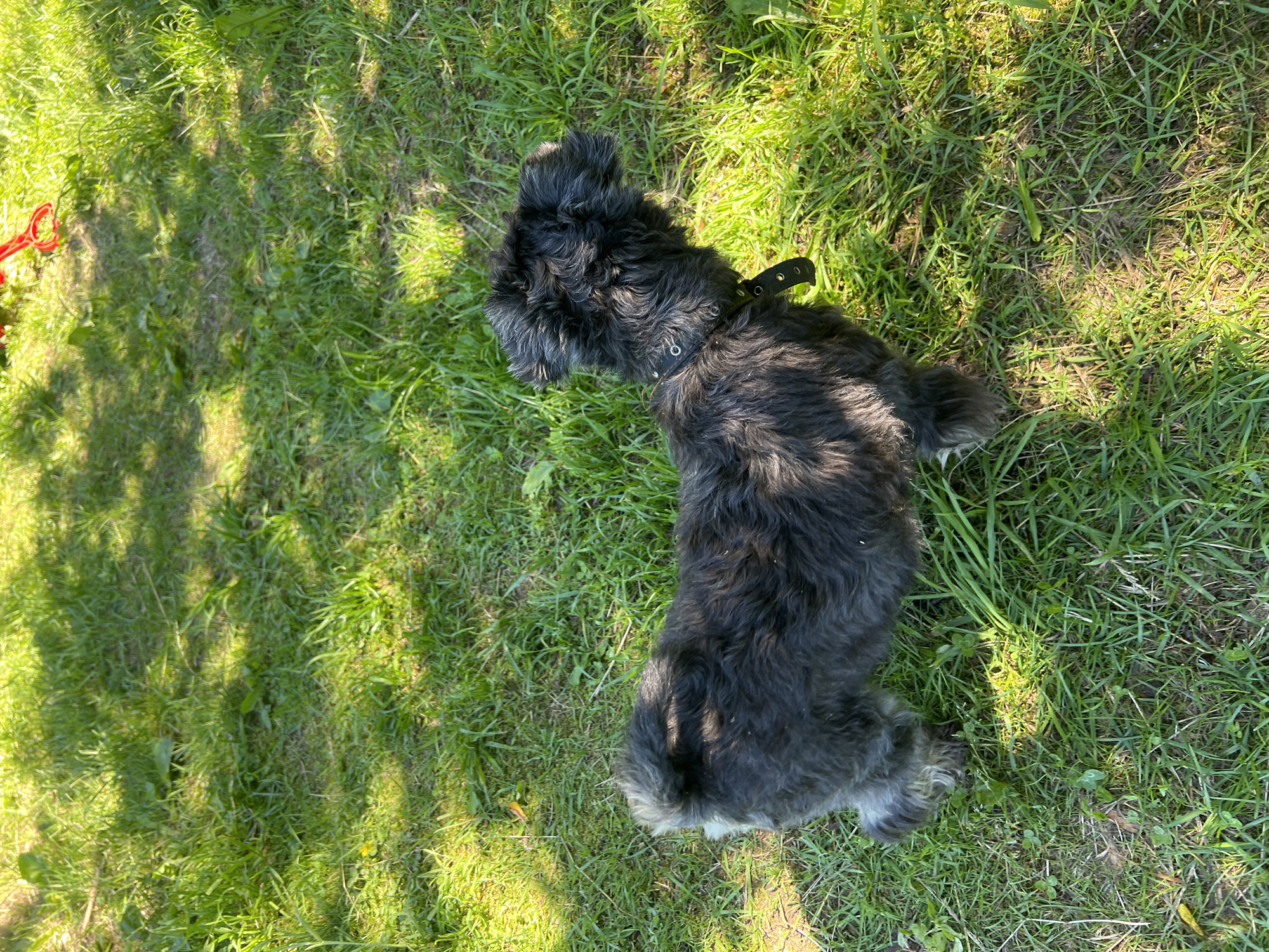 A small, black, shaggy dog wearing a black collar stands in green grass under dappled sunlight. The dog is facing to the right, with its tail curled up. The grass appears somewhat unkempt, with some patches of dirt visible. In the upper right corner of the image, a red toy is partially visible. The scene appears to be outdoors in a grassy area, possibly a yard or park, given the presence of grass and sunlight.