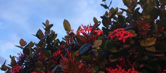 A bush of bright red Ixora flowers and dark green leaves fills the frame against a blue, slightly cloudy sky. The blossoms are clustered in vibrant bunches, some appearing more open than others. The leaves are dense and glossy, contrasting with the red floral bursts. The overall scene is captured in natural light, creating soft shadows and highlights that add depth to the image.