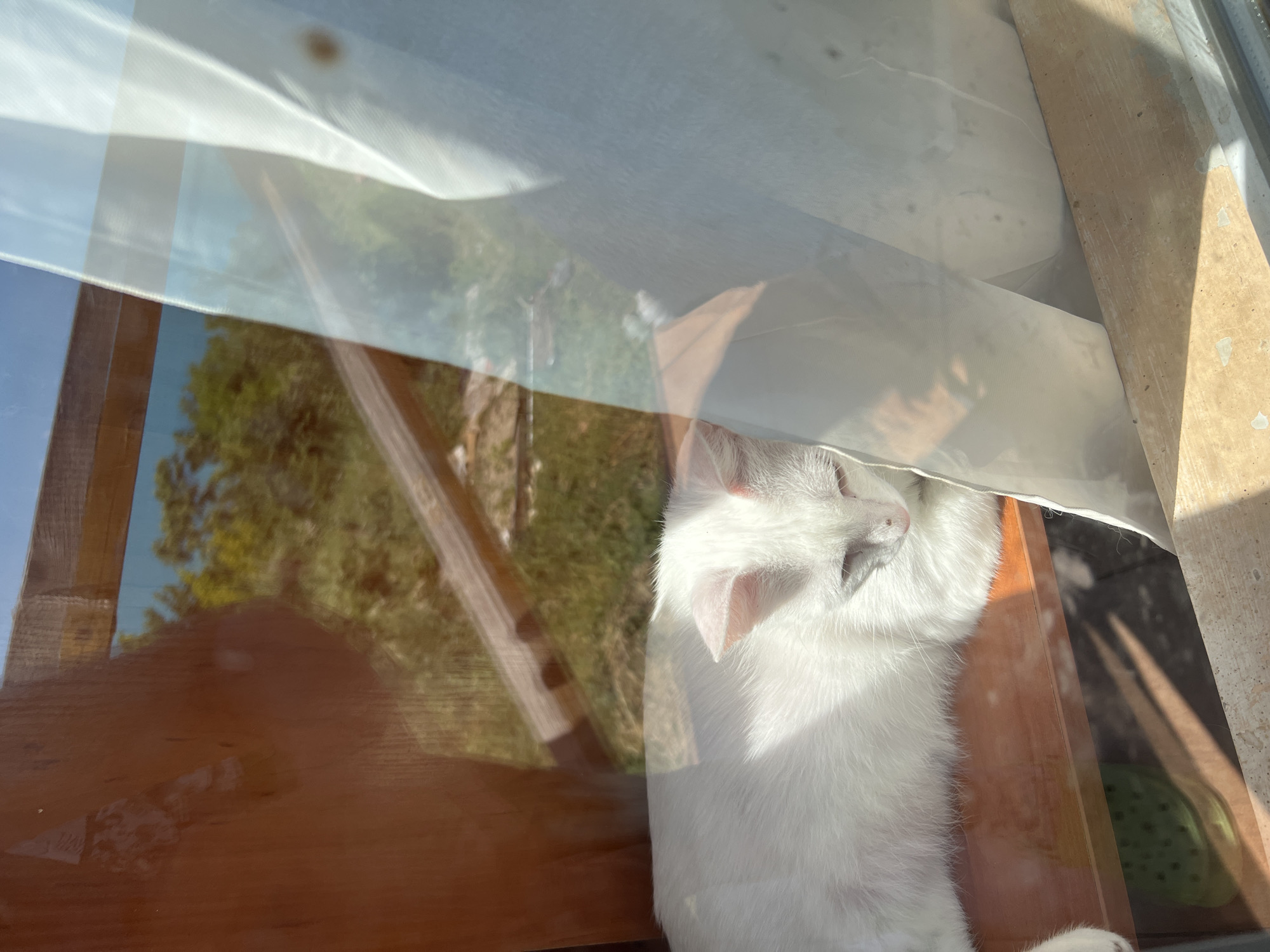 A white cat with a gray patch over its left eye is sleeping on a wooden surface near a window. The cat is illuminated by sunlight streaming through the window, casting a shadow across its body. A sheer white curtain hangs on the right side of the frame, partially obscuring the view. Outside the window, greenery and a blue sky are visible, with some wooden beams in the background. The scene appears to be outdoors, possibly on a porch or patio, given the presence of the wooden elements and the natural environment.