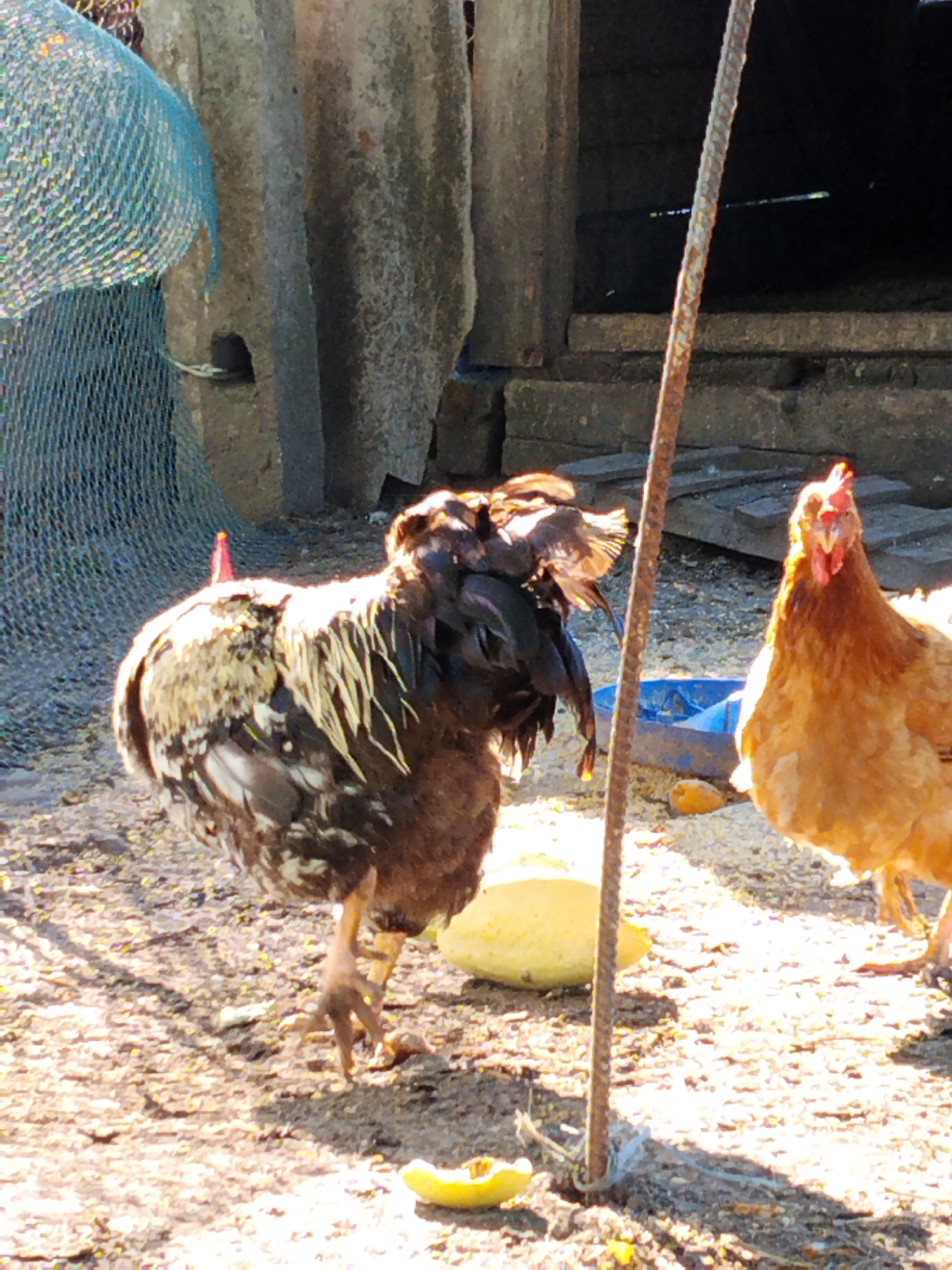 In Ustyvytsia, Ukraine, two chickens are present in an outdoor environment. The chicken on the left is a large fowl with dark brown, black, and white plumage, standing with its back partially to the viewer. It has a prominent tail and its left leg is visible. The chicken on the right is a lighter brown hen, facing forward and looking directly at the camera. It has a red comb on its head.
The ground is covered with dirt, pebbles, and scattered feed. In the background, there is a rough, grey structure that appears to be made of corrugated material and possibly wood. To the left of the frame, a blue mesh net is visible, partially obscuring the background. A rusty metal pole stands vertically in the center foreground, separating the two chickens. There are also pieces of yellow produce, possibly squash, scattered on the ground. The scene is illuminated by bright sunlight, casting shadows.