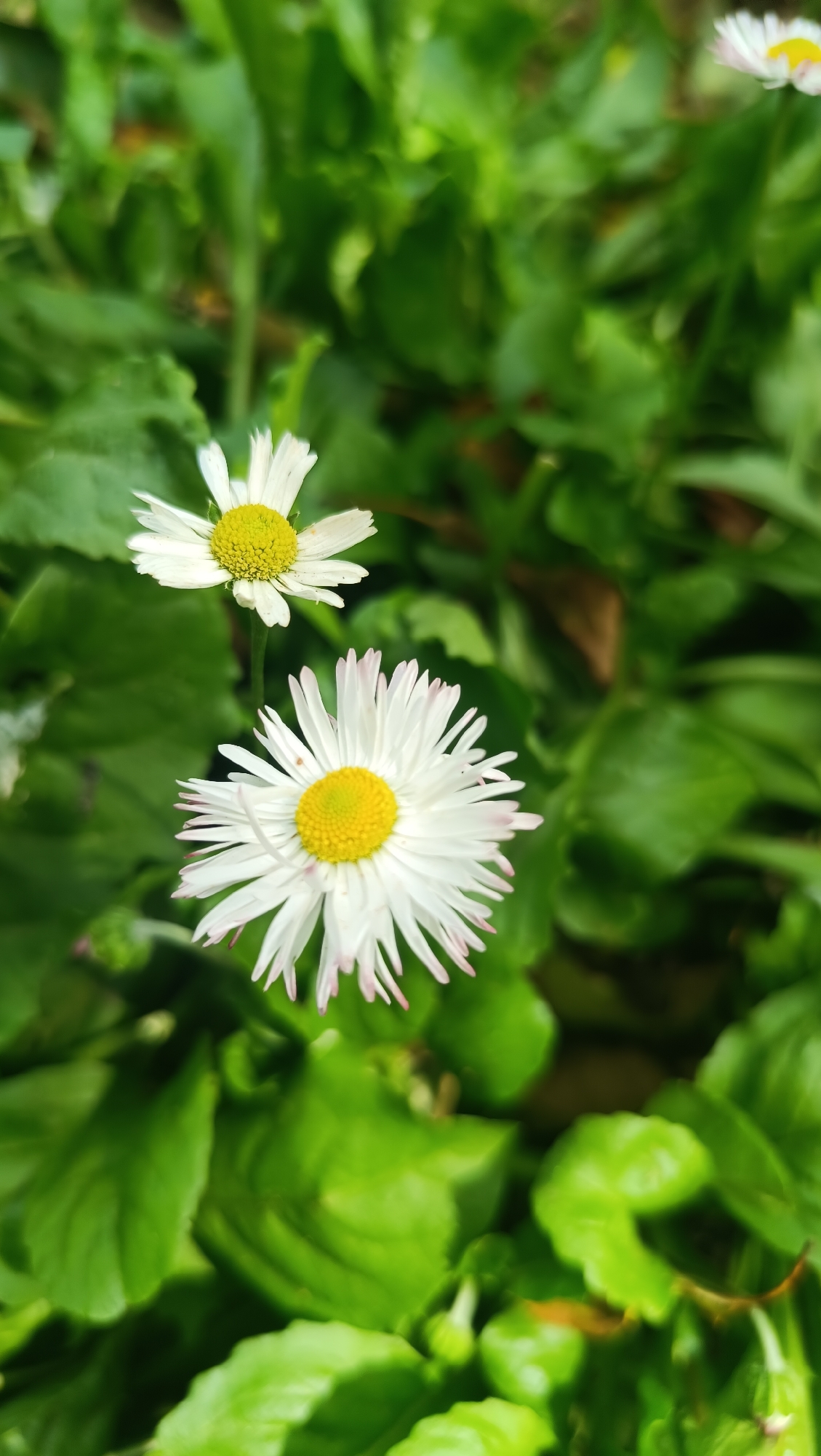 The image features two white daisies with yellow centers set against a backdrop of lush green foliage. The daisies are the primary subjects, with one in the foreground slightly larger and more detailed, showing delicate pink tips on its petals. The other daisy is positioned behind and above it, appearing slightly smaller and less defined. The background consists of blurred green leaves, suggesting a garden or natural setting. The lighting appears natural, indicating it might be daytime, possibly with dappled sunlight given the depth of field. There are no people, visible text, or explicit event taking place. The scene evokes a sense of natural beauty and tranquility. The location context is Karsha, Russia, though no specific visual cues within the image confirm this.