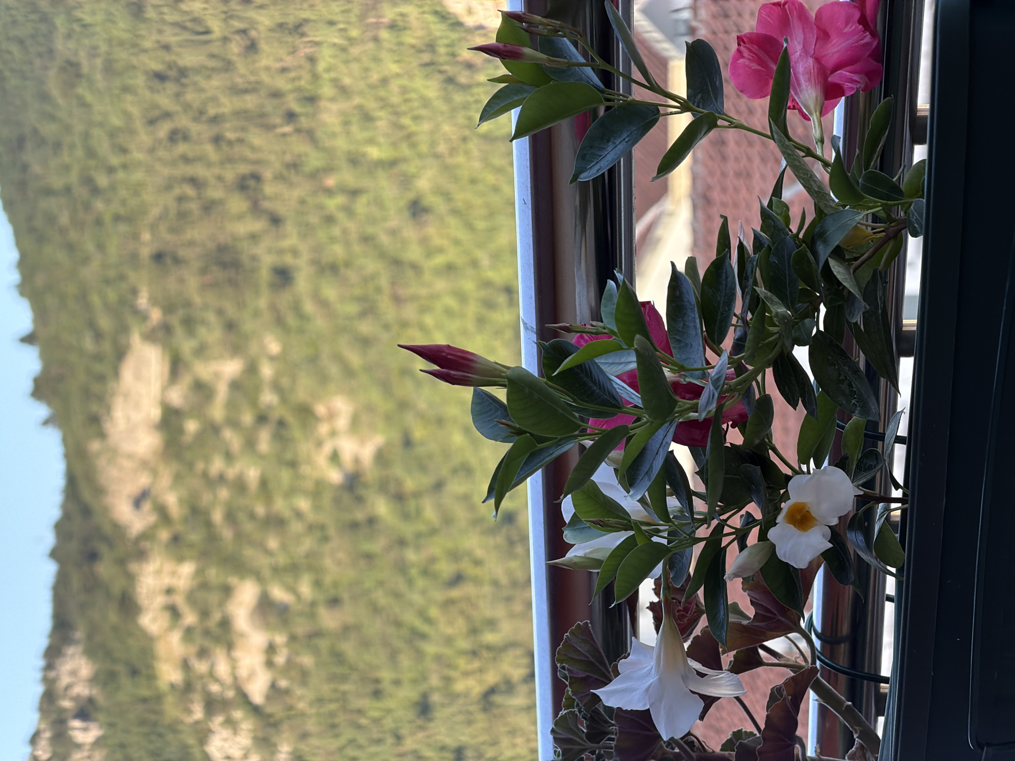 The image presents a view from what appears to be a balcony or window in Budva, Montenegro. A flowering plant with pink and white blossoms, including some buds yet to open, is positioned prominently in the foreground. The plant's leaves are dark green and glossy. The window frame is made of dark metal. The blurred background reveals a hillside covered in lush greenery under a blue sky. The hill appears to have visible geological layers or rock formations.