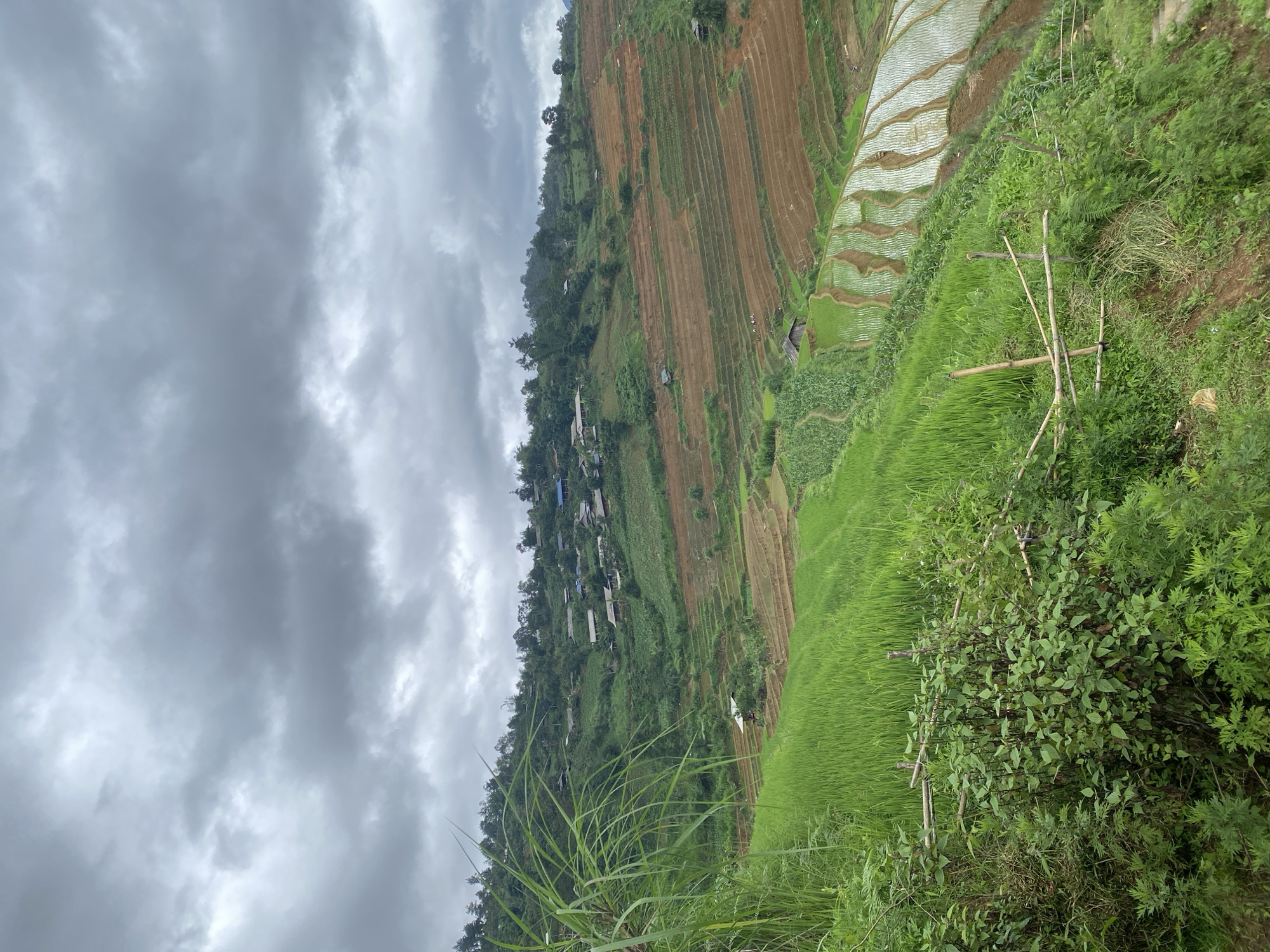 The image displays a panoramic view of terraced agricultural fields and a rural village situated on mountainous terrain in Dế Xu Phình, Vietnam. The sky is entirely overcast, filled with dense, dark grey clouds.
In the foreground, lush green vegetation predominates, featuring tall, reedy grasses on the left and a variety of smaller bushes and plants in the lower center. A rudimentary bamboo fence structure is visible in the lower-middle section.
The mid-ground reveals extensive rice terraces carved into the hillsides. Many of these terraces are vibrant green, indicating active cultivation of young rice paddies, often containing reflective standing water. Other terraces consist of exposed reddish-brown soil, appearing recently tilled or prepared for planting. Several small, simple wooden huts or shelters are sparsely distributed within the terraced fields. On one of the reddish-brown terraces in the mid-right, several small, indistinct figures, likely human, are observable, suggesting agricultural activity.
Further up the slope, a village is visible, characterized by numerous small structures with dark-colored roofs and lighter walls, nestled among dense green trees. The overall environment is rural, mountainous, and actively agricultural.