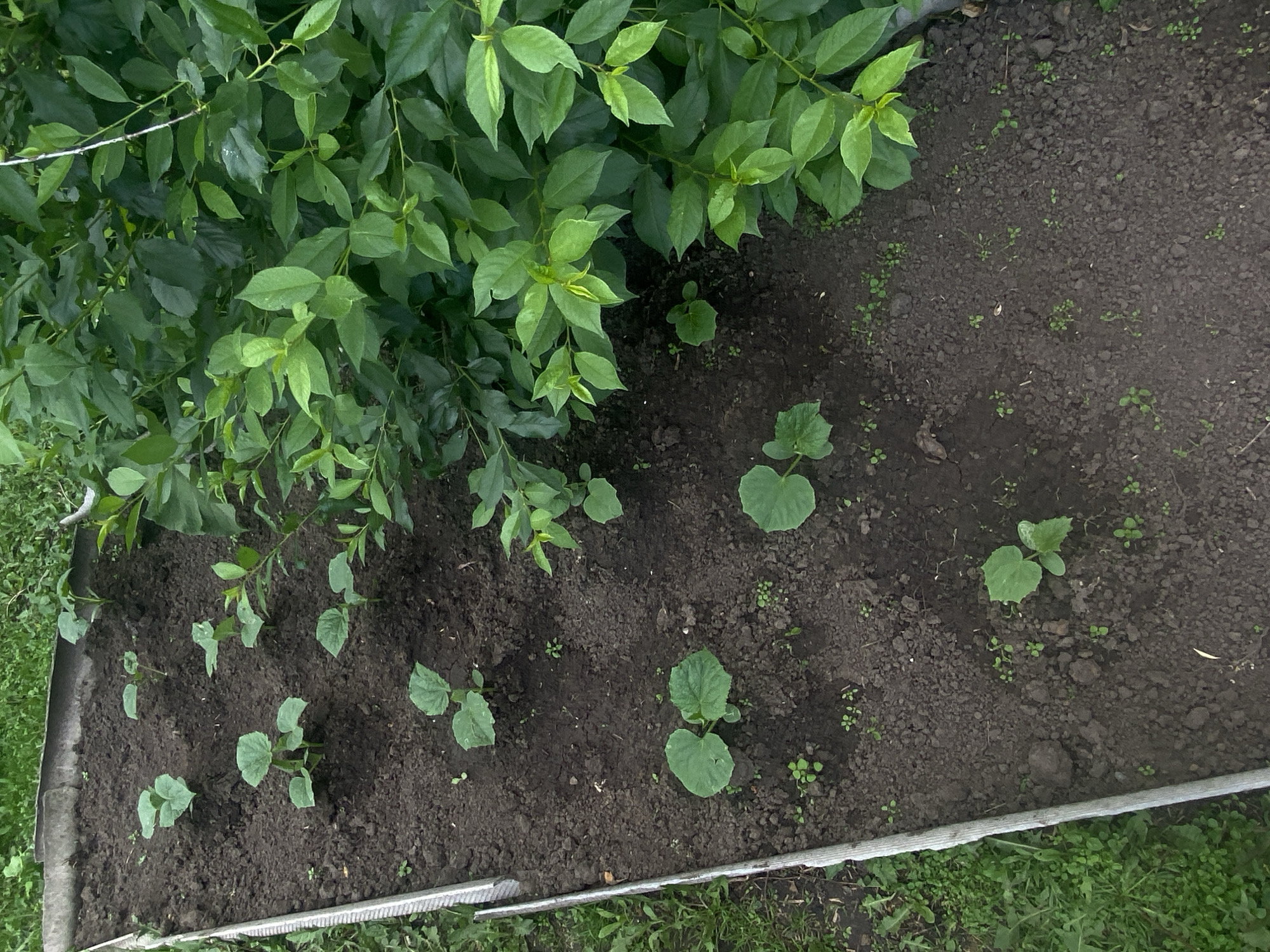 This is an aerial, eye-level shot of a small, raised garden bed. The garden bed is filled with dark soil and contains several small, green plants with broad leaves. Some of the plants appear to be young seedlings. To the right of the garden bed is a dense green bush with smaller leaves. The garden bed is bordered on the left by a strip of grass and then a gray, textured border. The image was taken in the city of Peshevo, Russia, and appears to be an outdoor scene.