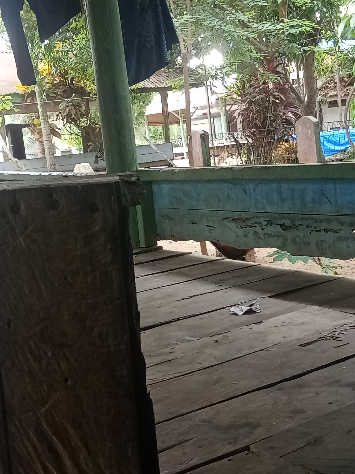 The image depicts an outdoor scene, likely a porch or veranda, in Buketglumpang, Indonesia. The foreground is dominated by weathered wooden planks, suggesting a rustic or traditional construction. A large, rough-hewn wooden post is visible on the left, with visible nail holes and scratches, indicating its age and use. Behind this post, a low wall or railing, painted a faded blue, runs horizontally across the frame. A small bird with brown plumage is partially visible beneath this railing, suggesting it is walking or foraging on the ground beneath the structure.
Beyond the railing, a lush green environment is visible, with various trees and foliage. Some laundry, dark in color, is hung from a line above the greenery, suggesting a residential setting. In the background, parts of buildings with tiled roofs are discernible, along with a blue tarp covering some area, hinting at ongoing construction, repairs, or storage. The overall impression is of a slightly neglected but functional outdoor space within a village or semi-rural area. The lighting suggests it is daytime.