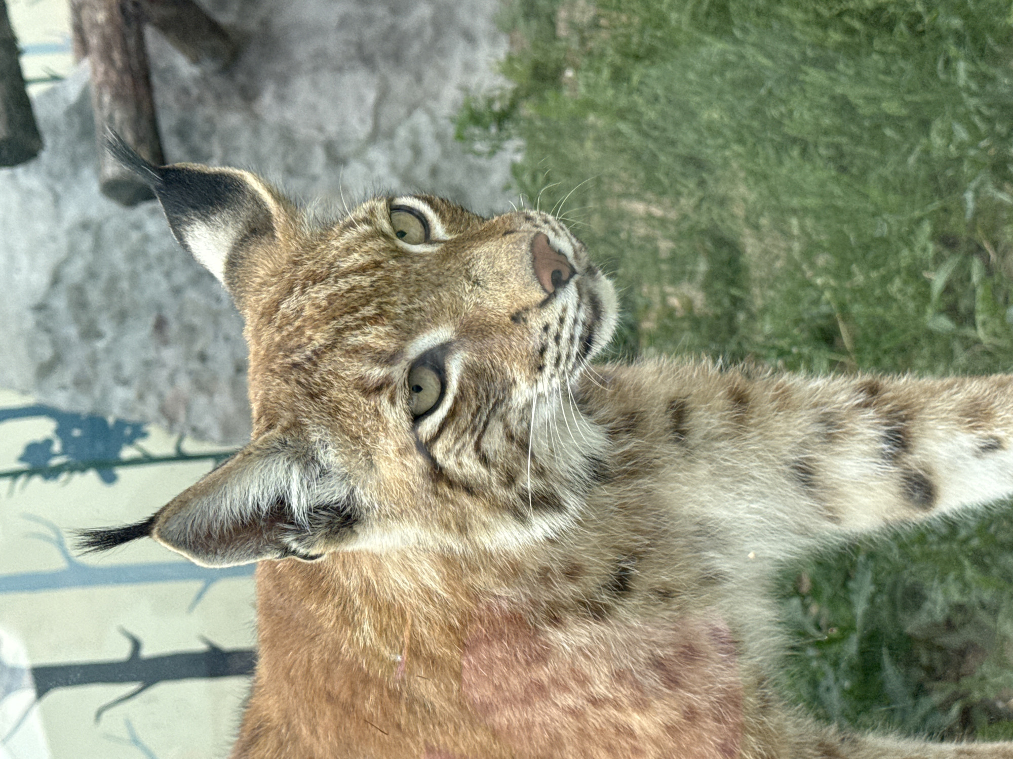 A close-up, medium shot shows the head and partial body of a lynx in an outdoor enclosure. The lynx has amber eyes, a pink nose, and tufted ears with black tips. Its fur is reddish-brown with dark spots. The background is a blur of green grass and a grey, rocky wall, with a depiction of trees on a pale blue wall. The lynx is positioned to the left of the frame, facing right. There is an area of reddish-pink discoloration on its chest. The image appears to have been taken at the Perm Zoo in Perm, Russia.