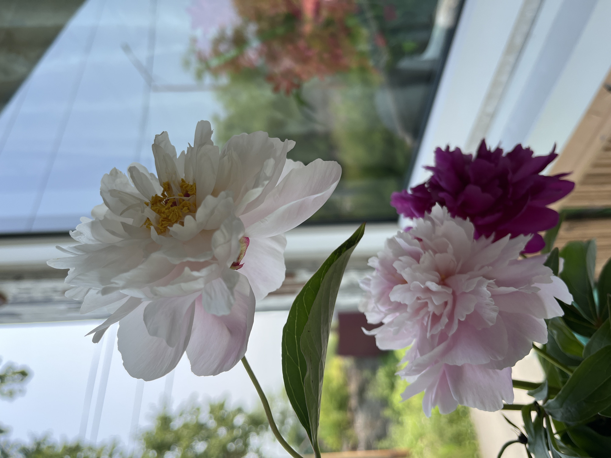 The image shows a close-up of three peony flowers, two in soft pink and white hues and one in a deep magenta, arranged in a pot. The flowers are positioned near a window, with a view of greenery and trees in the blurred background. Reflections of trees and possibly buildings are visible on the window pane, suggesting an outdoor environment. The scene is likely indoors, with the flowers placed on a windowsill. The image does not provide specific details about Petropavlovsk-Kamchatsky, Russia, beyond being the general location.